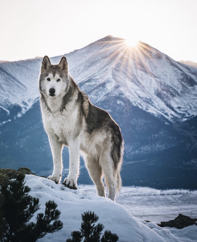 The World’s Most Influential Dogs — Qrill Pet Arctic World Series