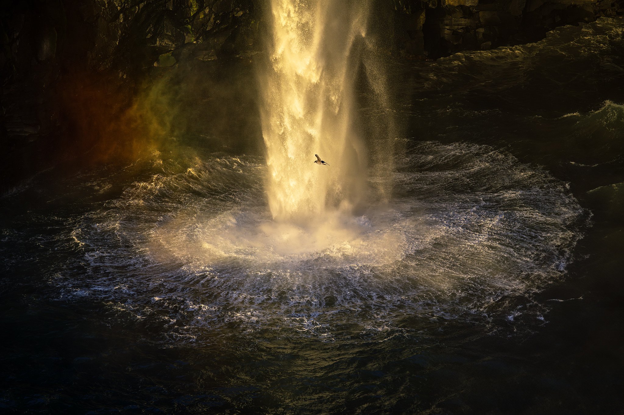 Arctic Fulmar plays in the spray of Mulafossur, Gasadalur (Faroe Islands) as the sun was shining strongly on the waterfall. Shot on Nikon Z8 with Nikkor Z 100-400mm