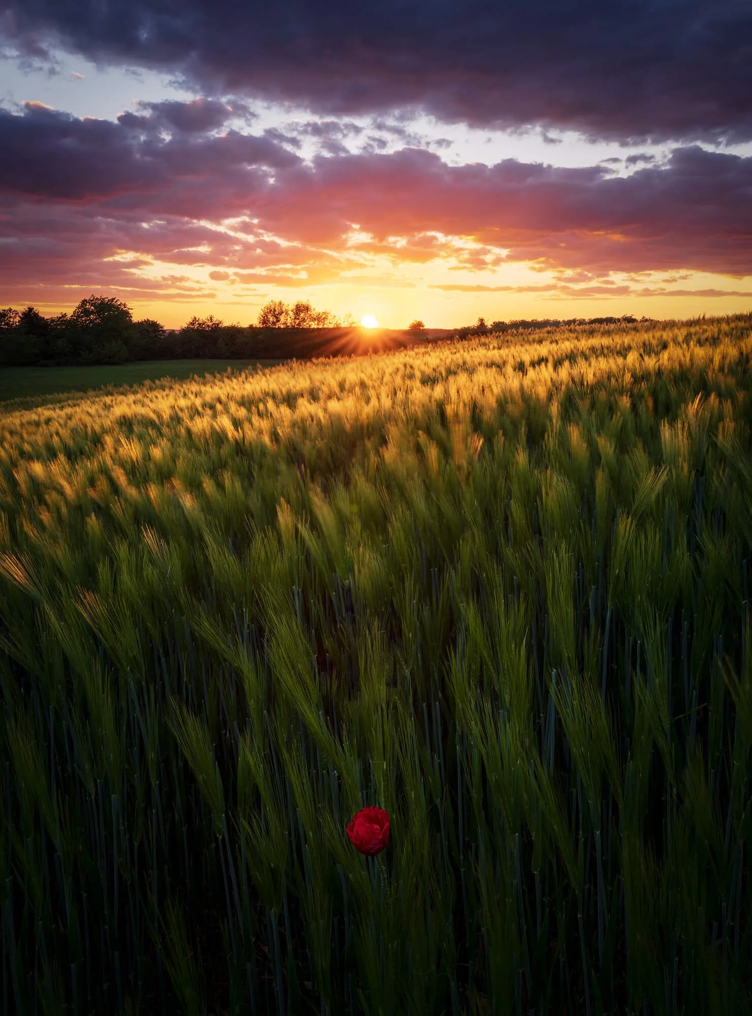 best-camera-settings-poppies-flowing.jpg
