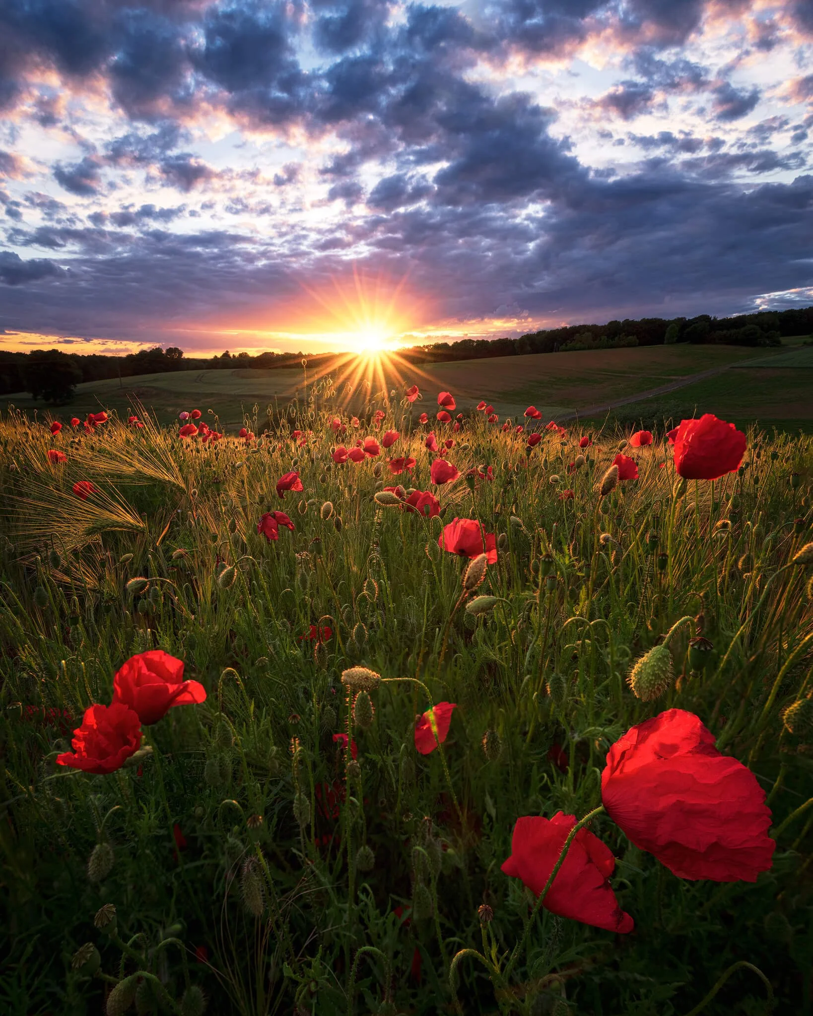 best-camera-settings-poppies-frozen.jpg