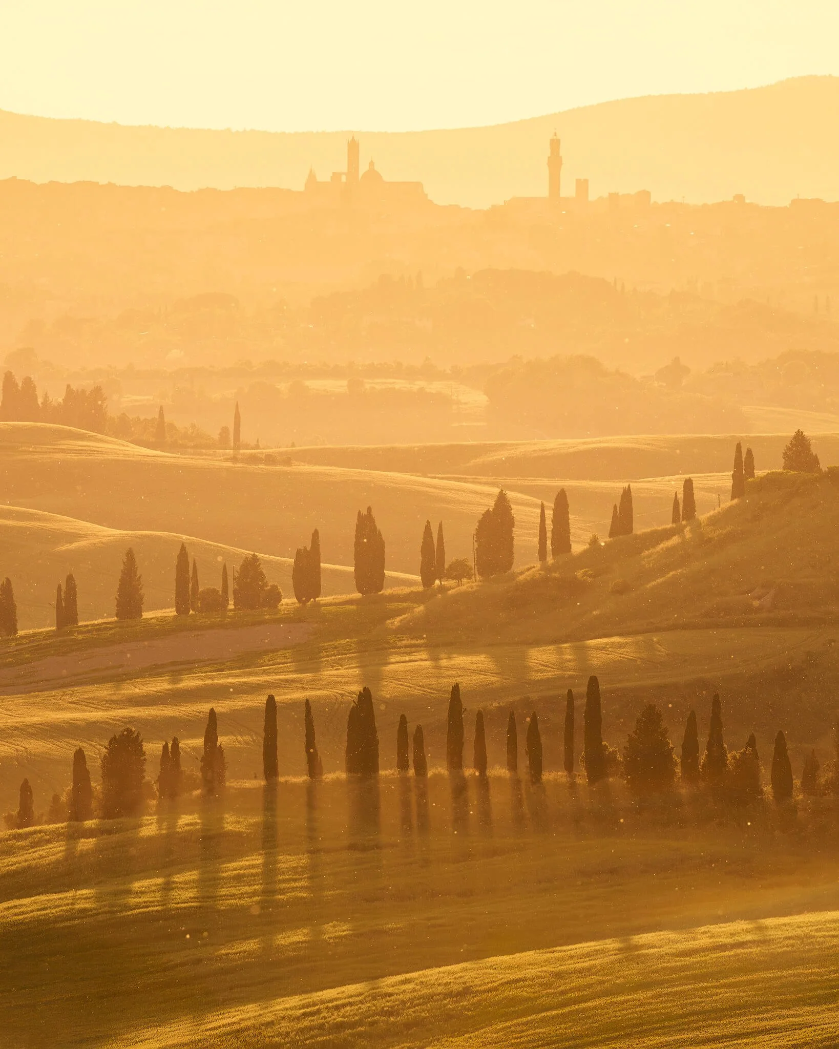 Rows of cypress trees on golden rolling hills at sunrise, with Siena's hazy skyline and towers silhouetted along the horizon.