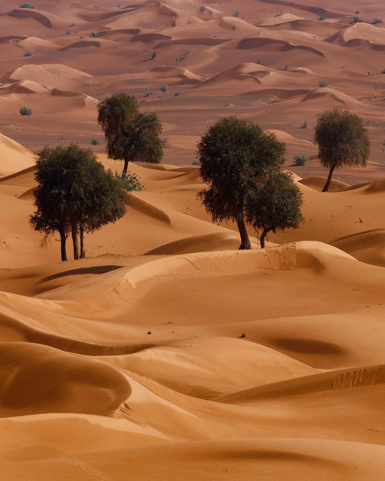 We’re photographing a sweeping desert of rolling sand dunes at golden hour, where wind-sculpted ridges create flowing lines and gentle shadows. Scattered trees rise from the dunes like quiet islands, giving the scene rhythm, scale, and a minimalist m