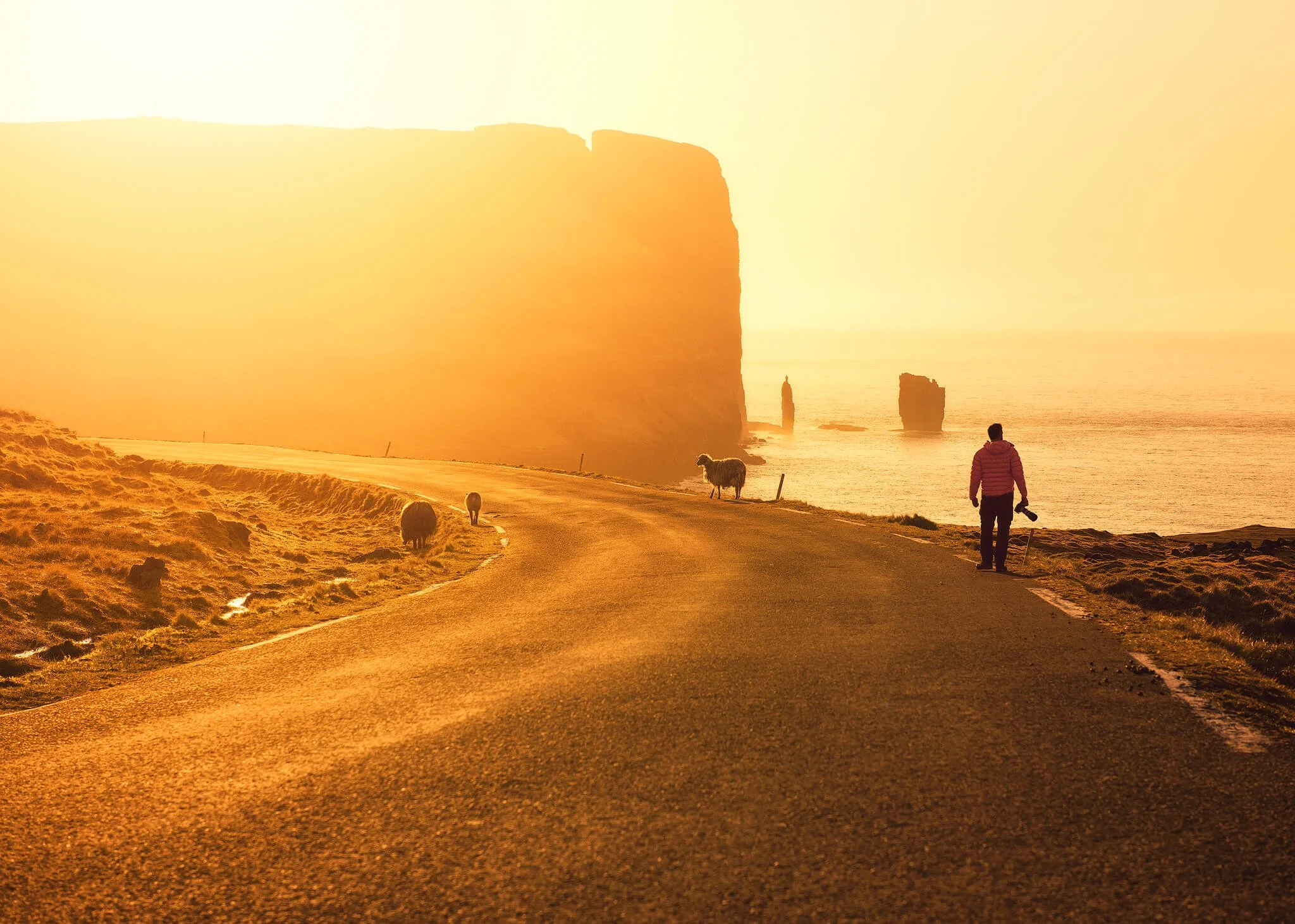 Photographer walking towards Risin og Kellingin seastacks while sheep graze next to the road, Faroe Islands