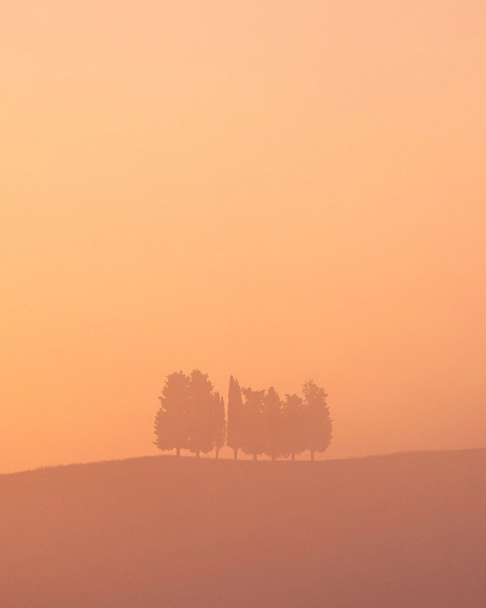 Minimal-Trees-Tuscany.jpg
