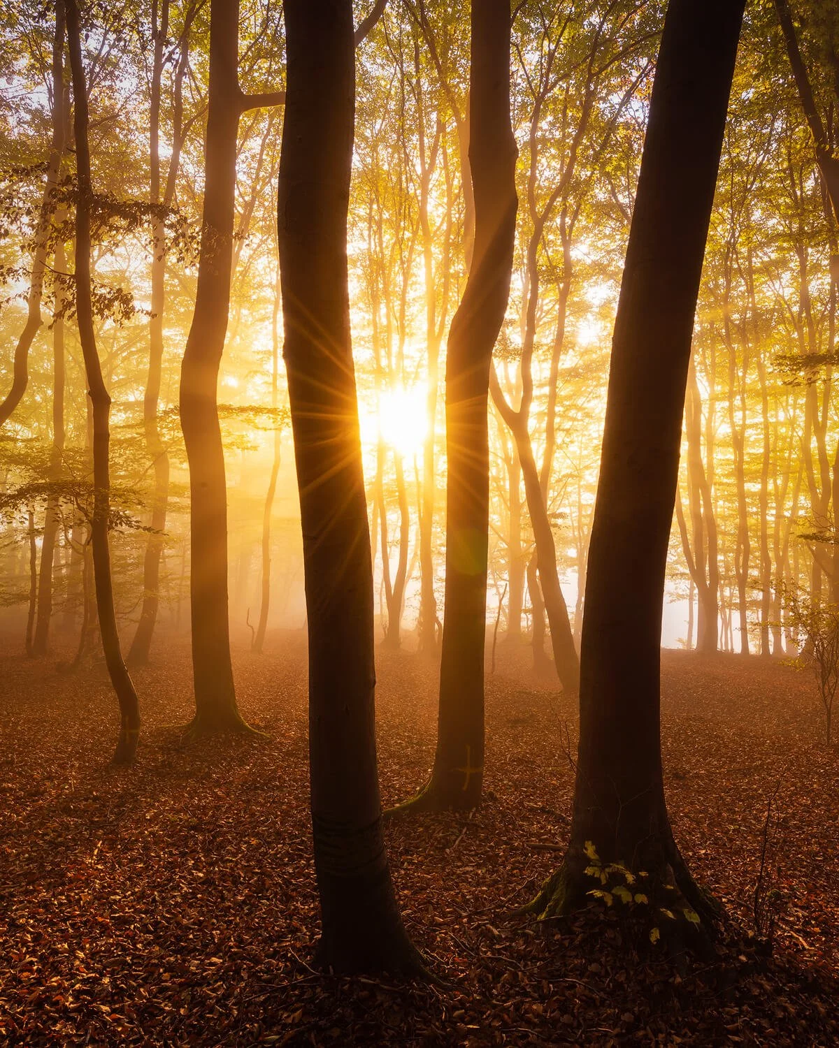 Landscape with warm light glowing through the highlights at golden hour.