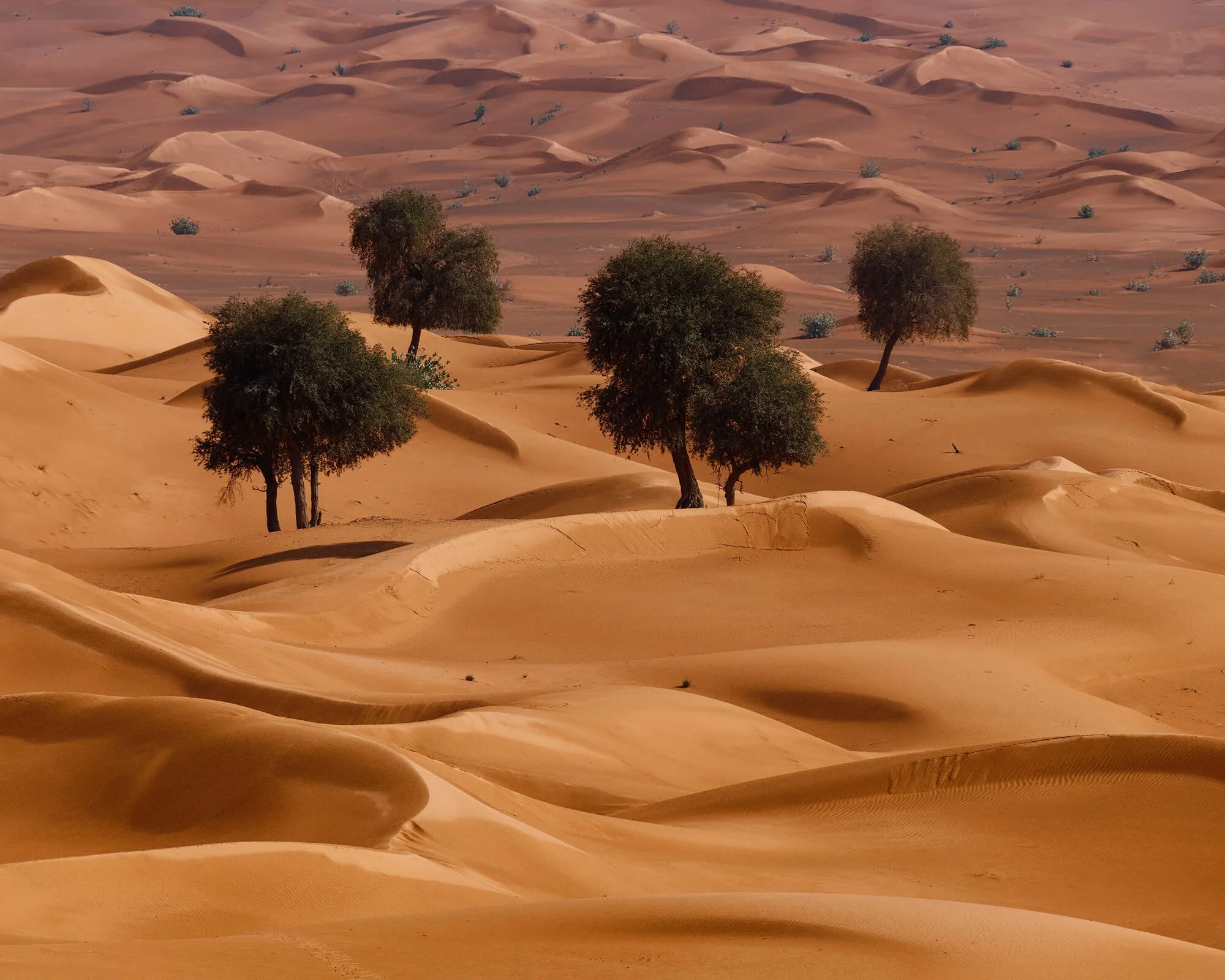 Ghaf trees stack on dunes in this image shot outside of Dubai in the United Arab Emirates