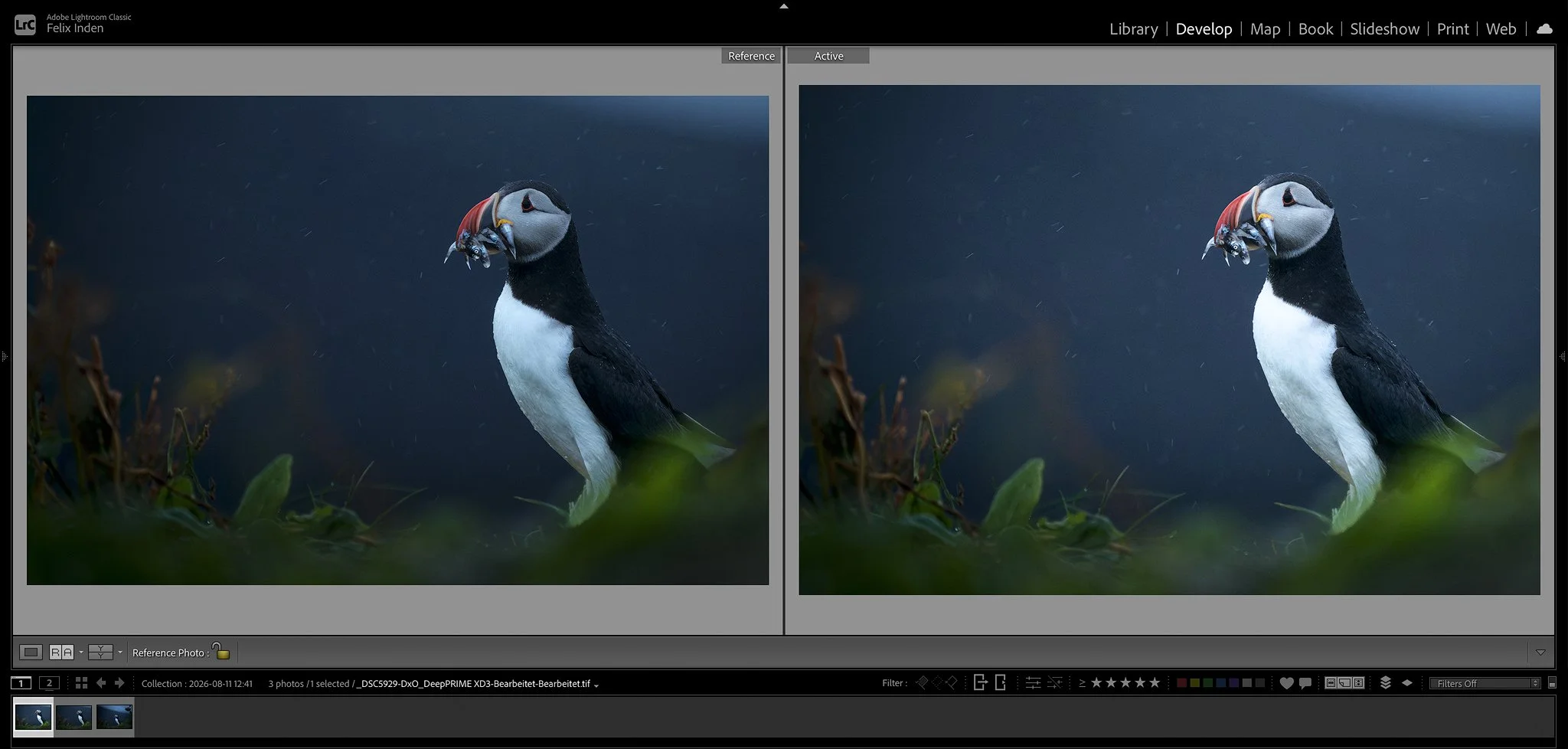 Image of a puffin that where the whites are increased and the blacks are decreased to create contrast and control the luminosity