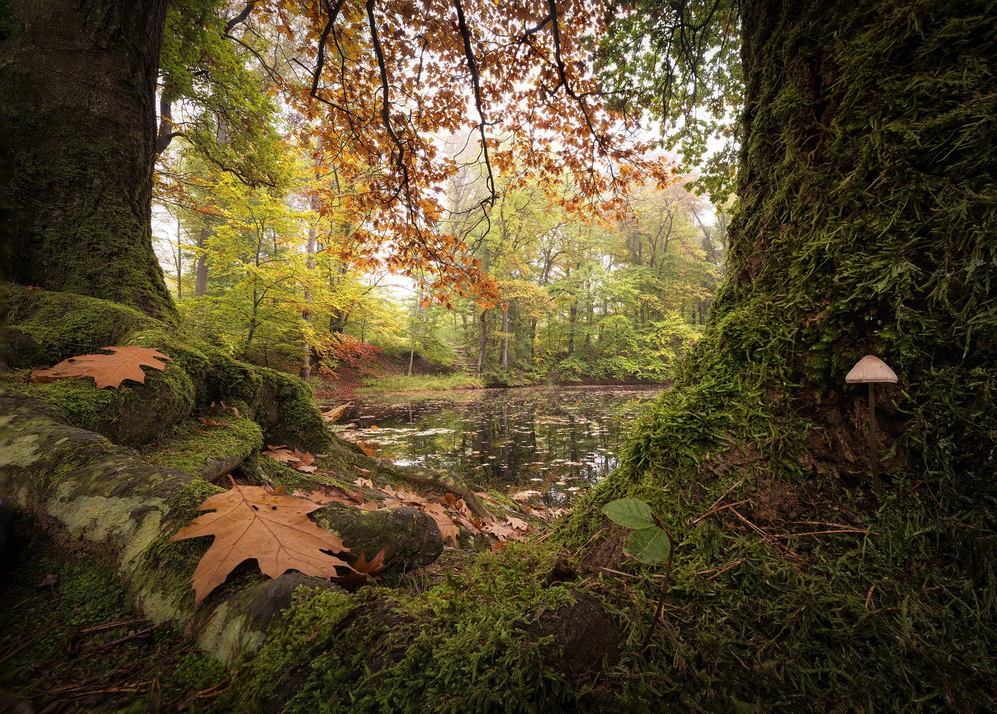 Wide-angle autumn forest with a large looking mushroom and oak leaf close to the lens and a pond behind