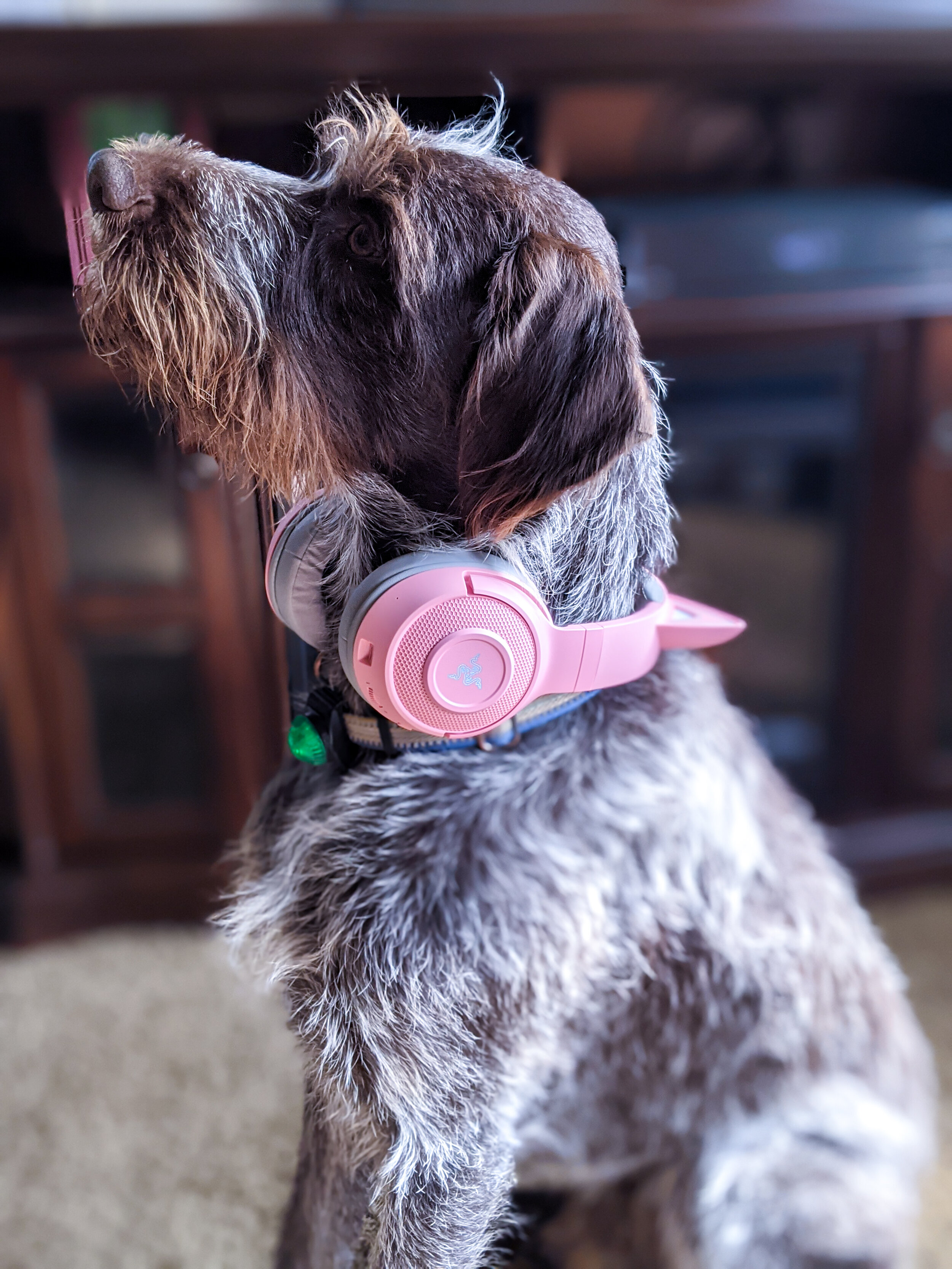 Razer Kraken on dog 2.jpg