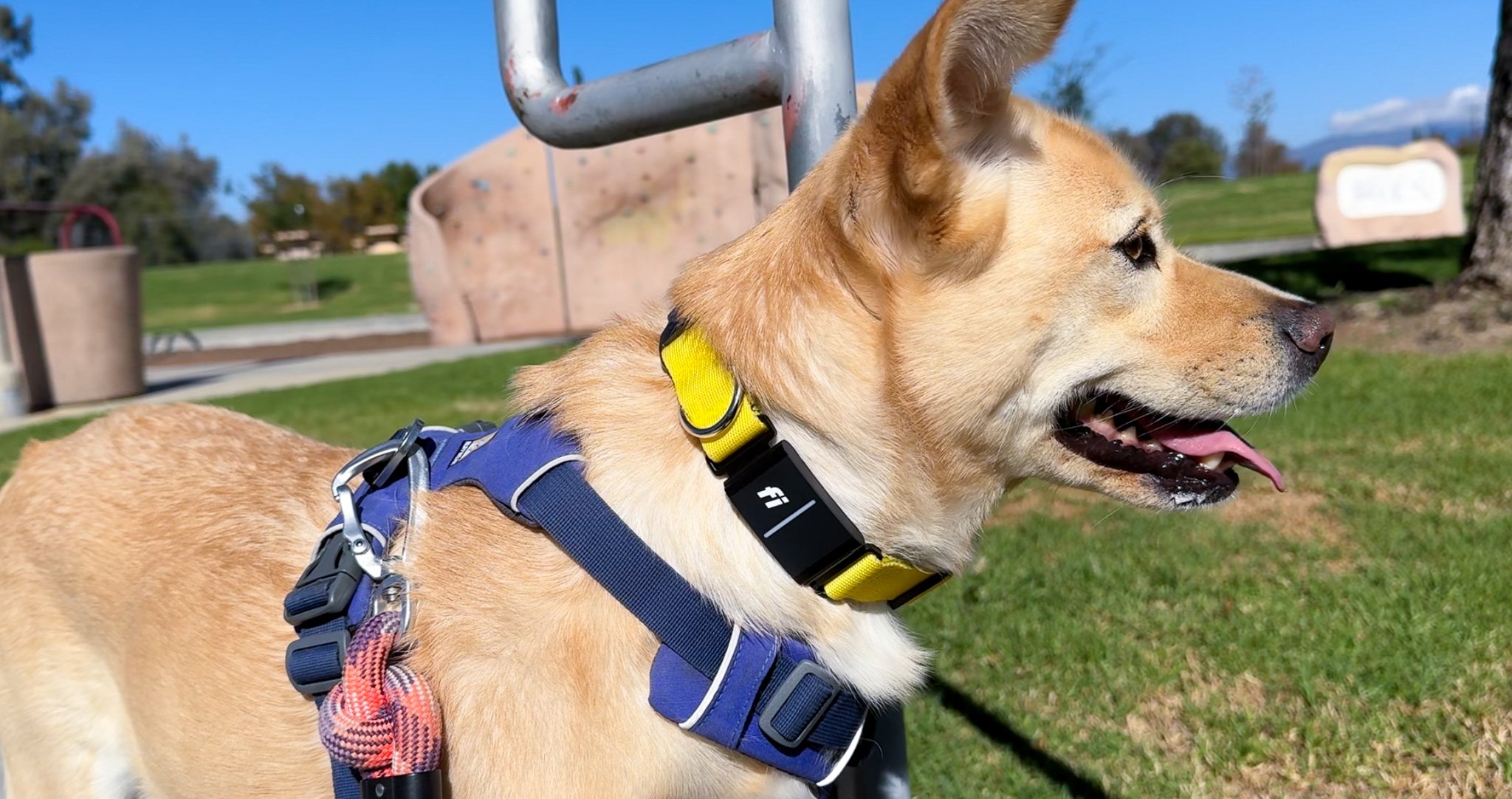 Our dog, Simone, wearing her Fi Series 3 collar while outside on a walk