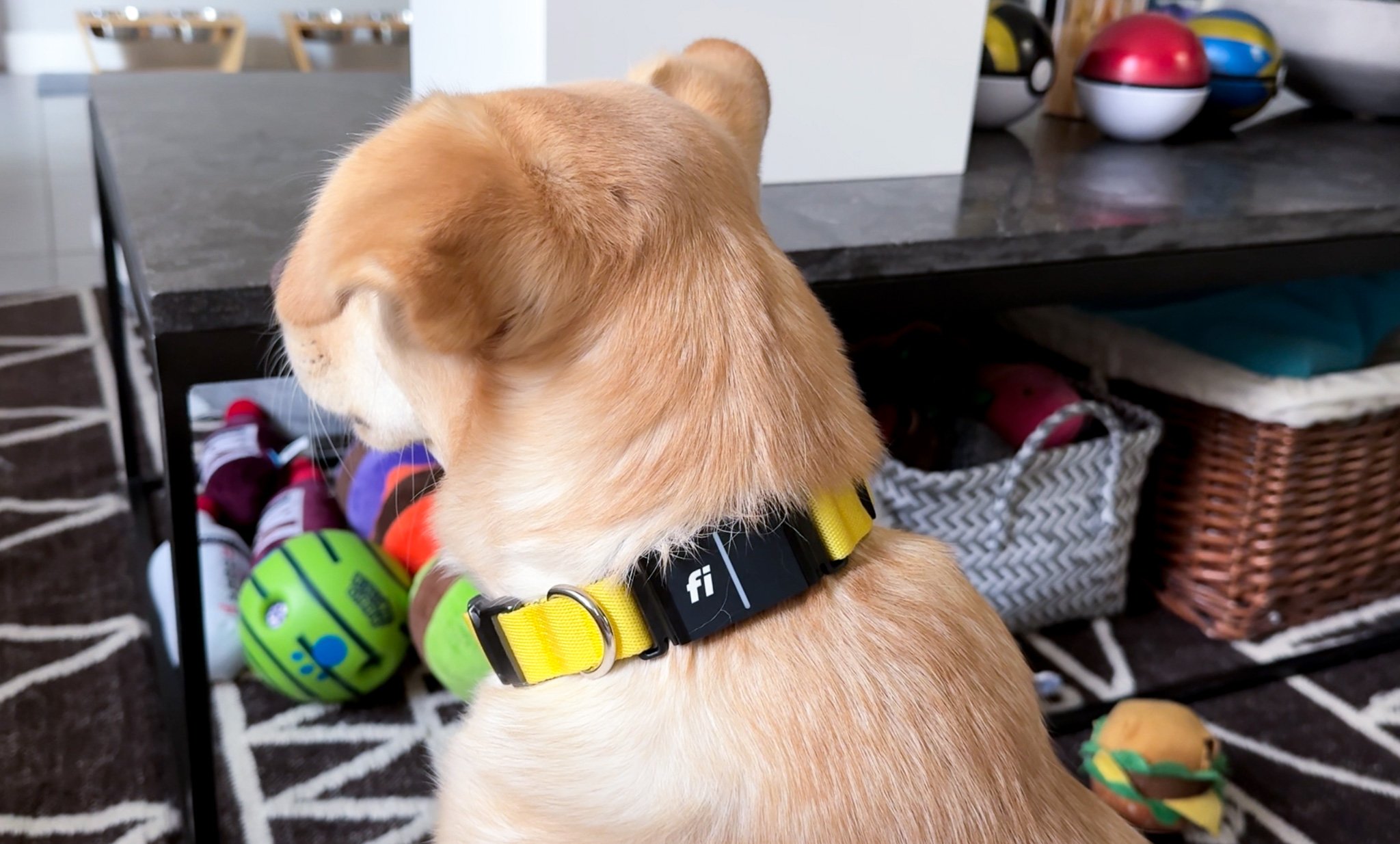 Our dog, Simone, wearing her Fi Series 3 collar indoors