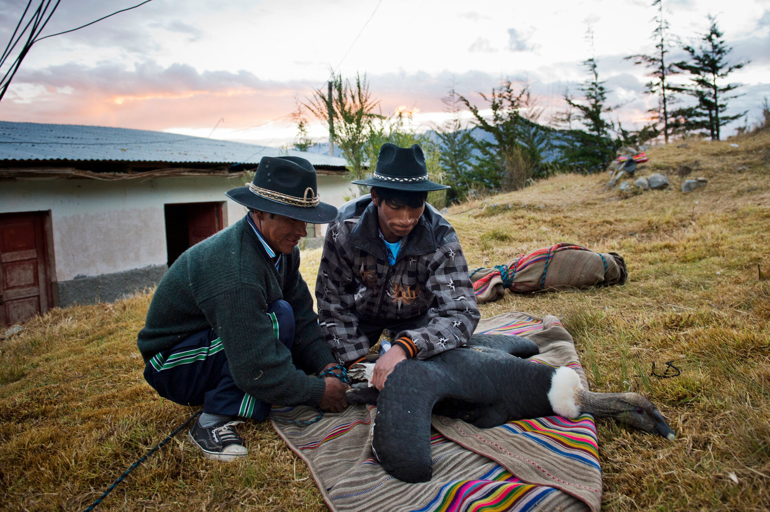  Two men wrap a condor in a blanket before the Yawar Fiesta (Feast of Blood) in Apurimac, Peru. This tradition takes place annually in July during the Independence day celebrations and consists of capturing a condor and parading it around town. The h