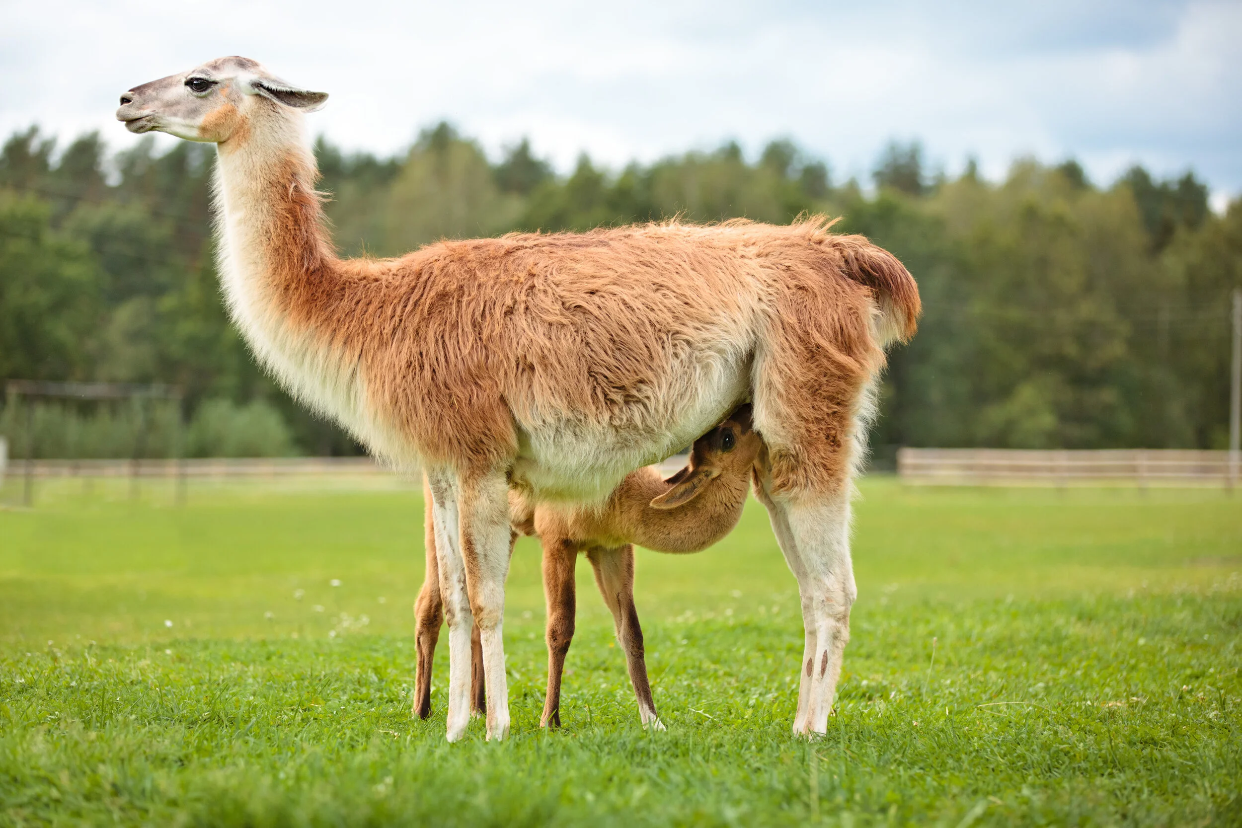 baby-lama.jpg