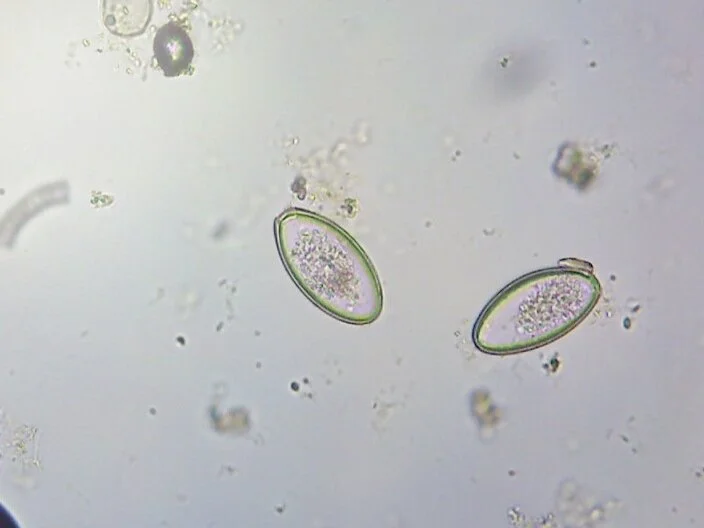 UNDER THE MICROSCOPE — Eggzamin