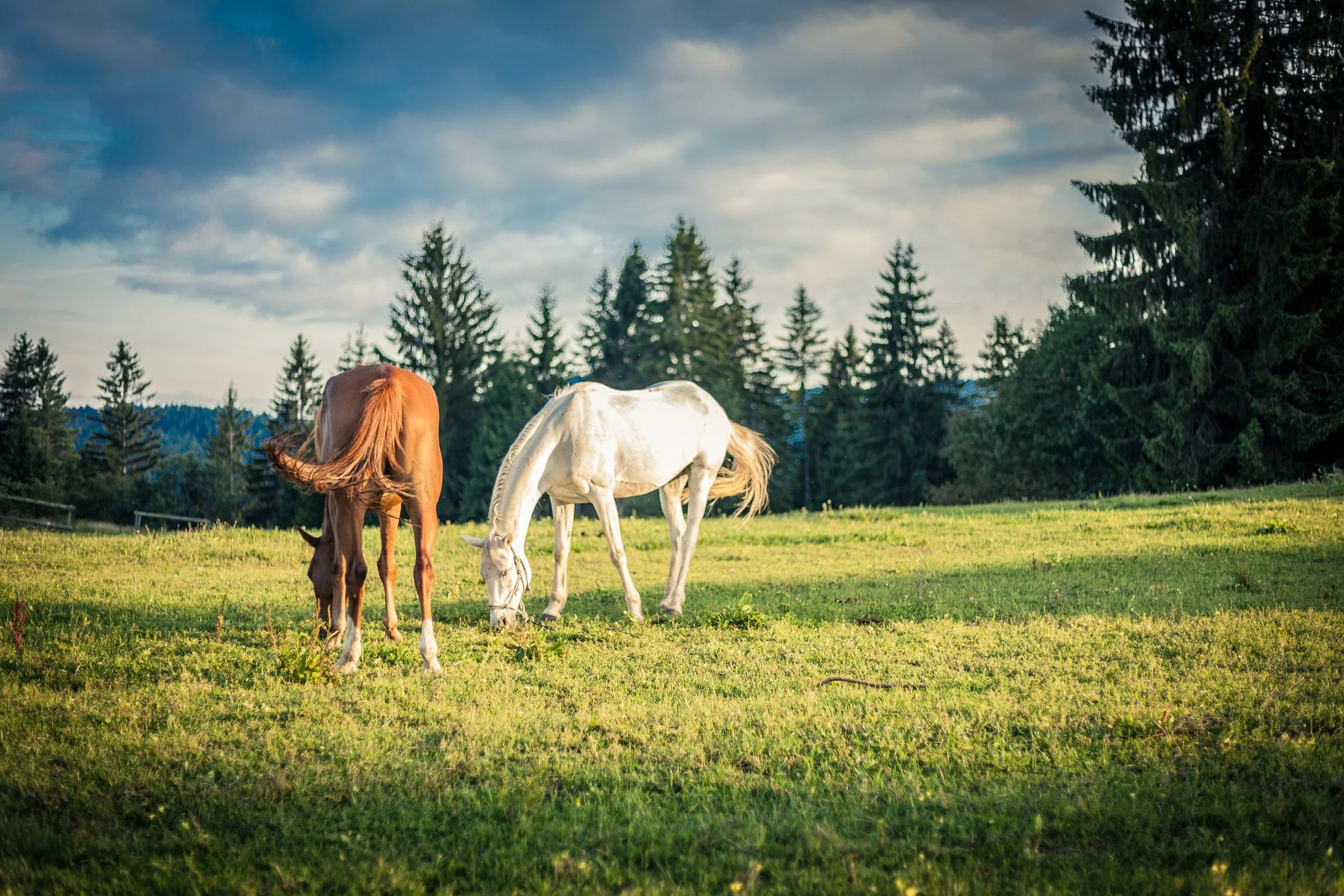 Equine Care: Understanding the Main Parasite Threats to Horses