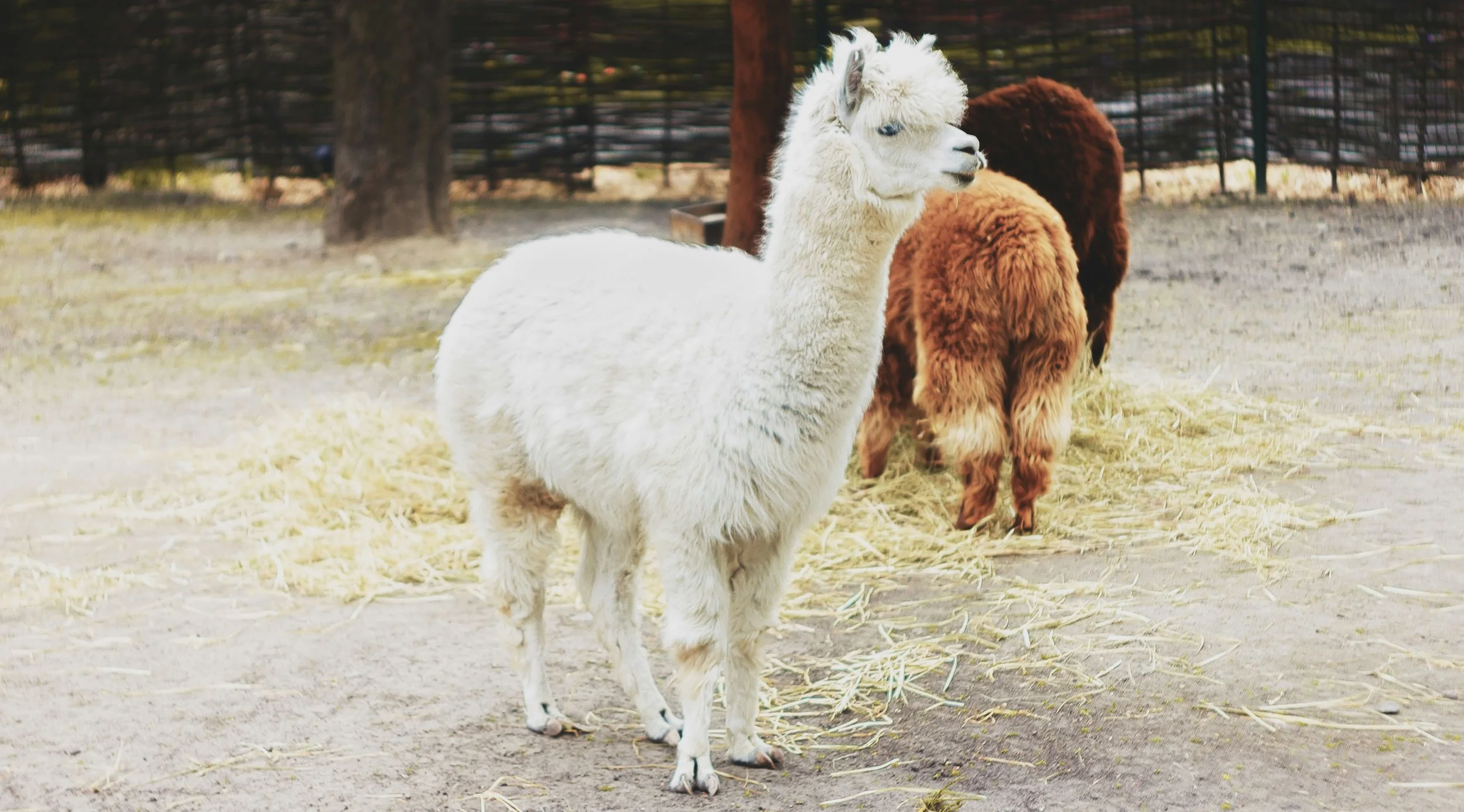 NEW!  Our kit for Sheep, Goats, and Camelids!