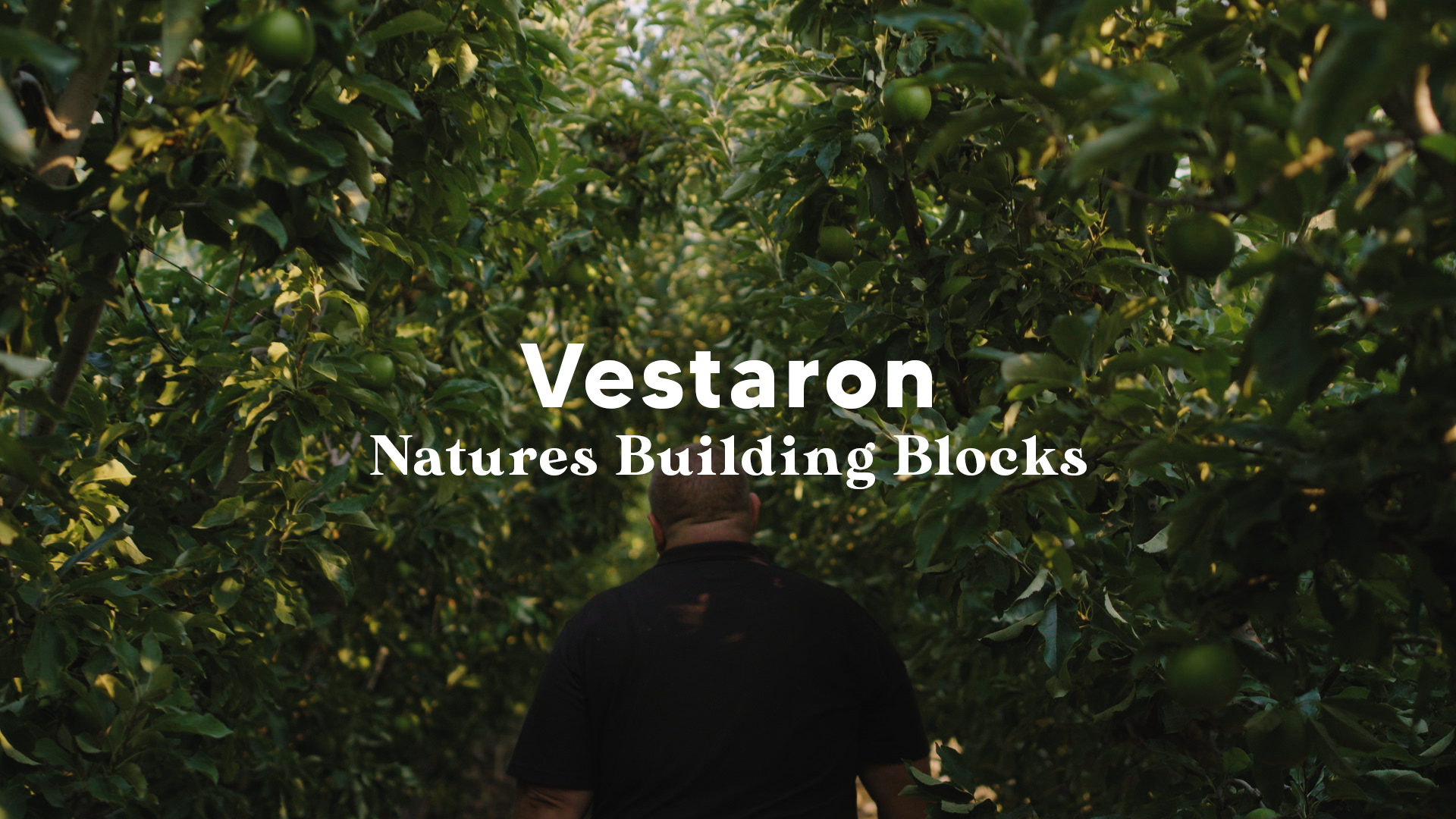 vestaron_cover_v1.png