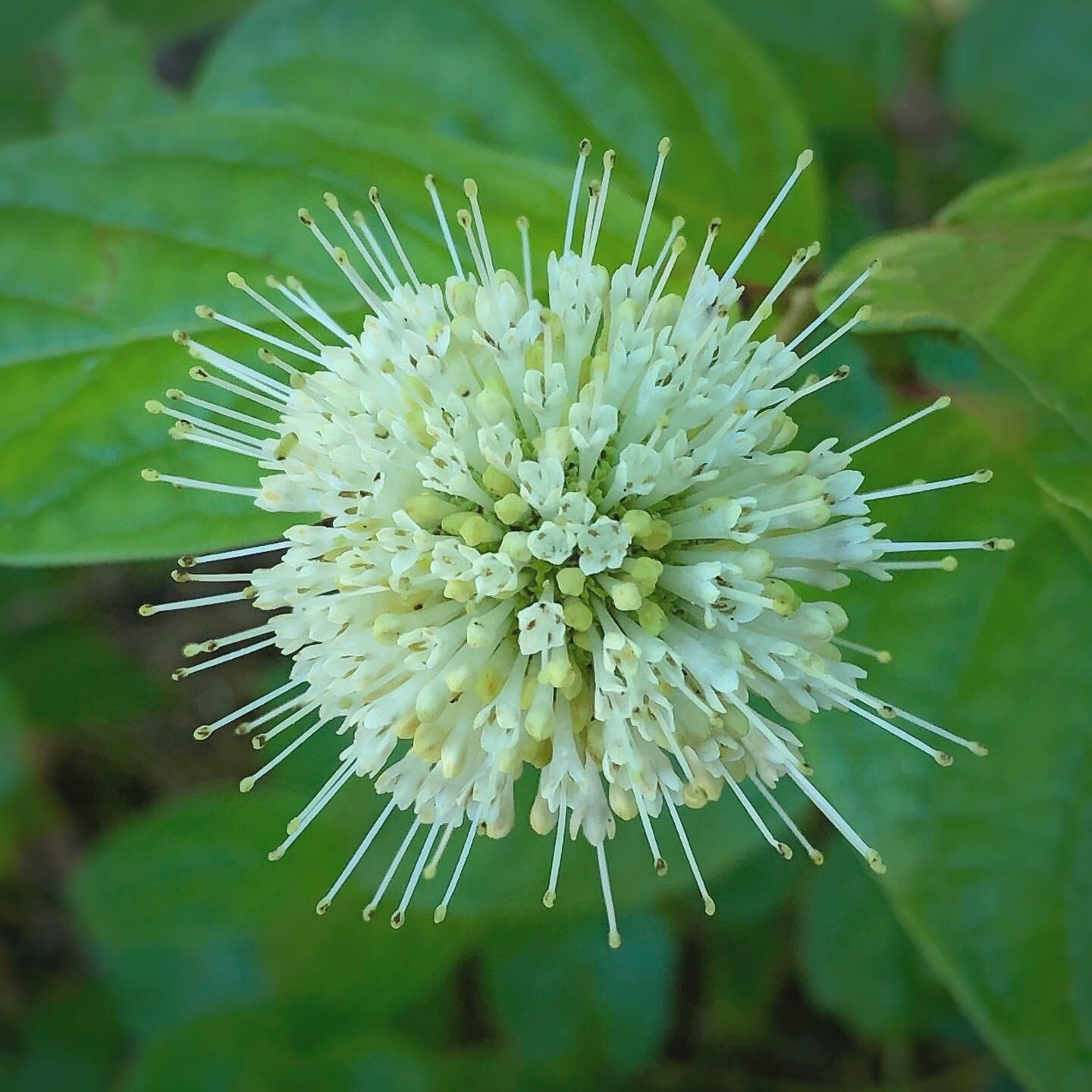 Button Bush (Cephalanthus occidentalis) Flower. Instead of planting Butterfly Bush (Buddleia) to attract Butterflies, why not plant this beautiful native instead. It&rsquo;s areal Butterfly Magnet. #butterflyplant #buttonbush #cephalanthus #cephalant
