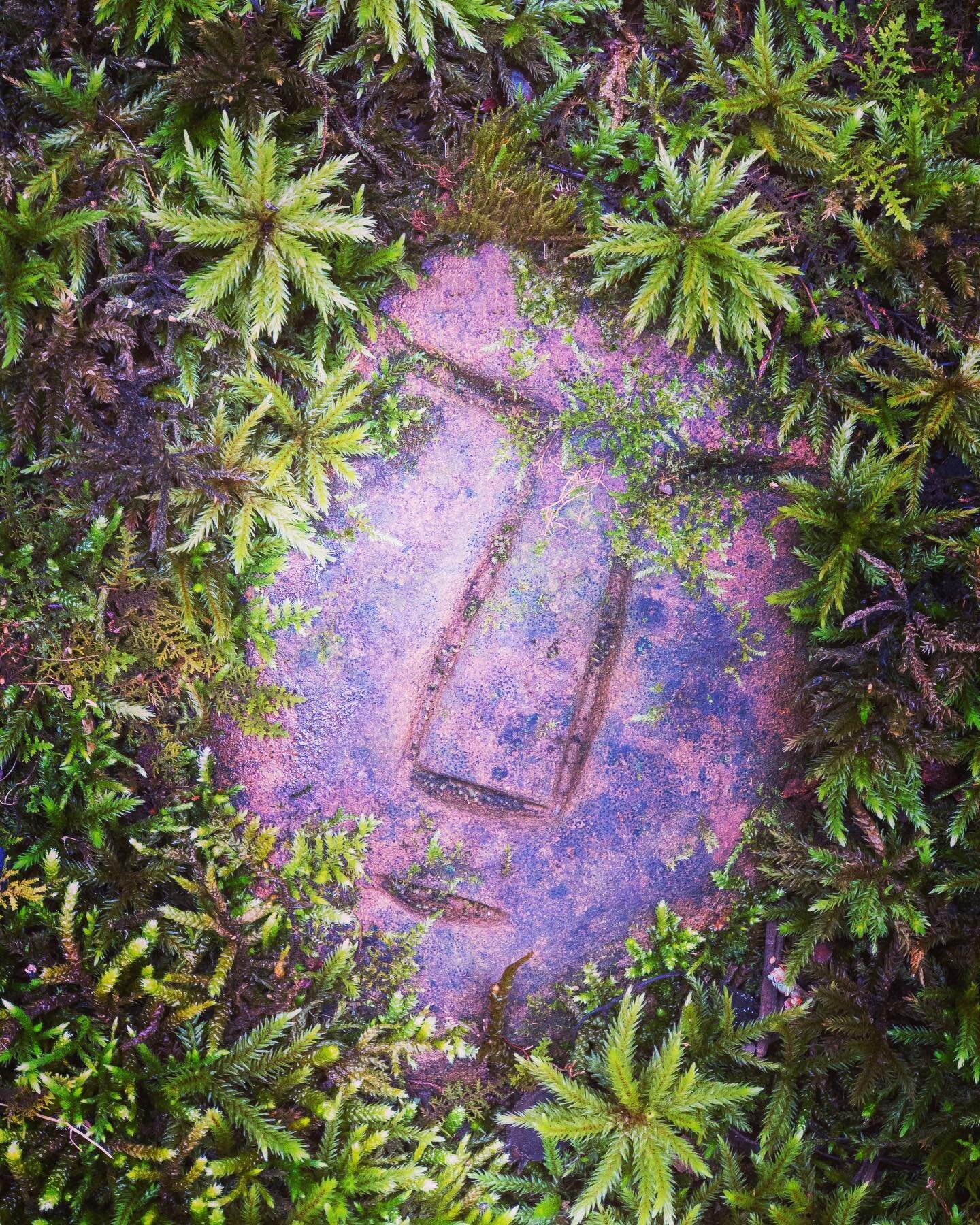 The Man In The Moss. His Moss Hair is ever changing so he needs a trim from time to time. #moss #mossart #face #closeup #saddleridgesanctuary #unitedplantsaversbotanicalsanctuary #nature #bryophyte