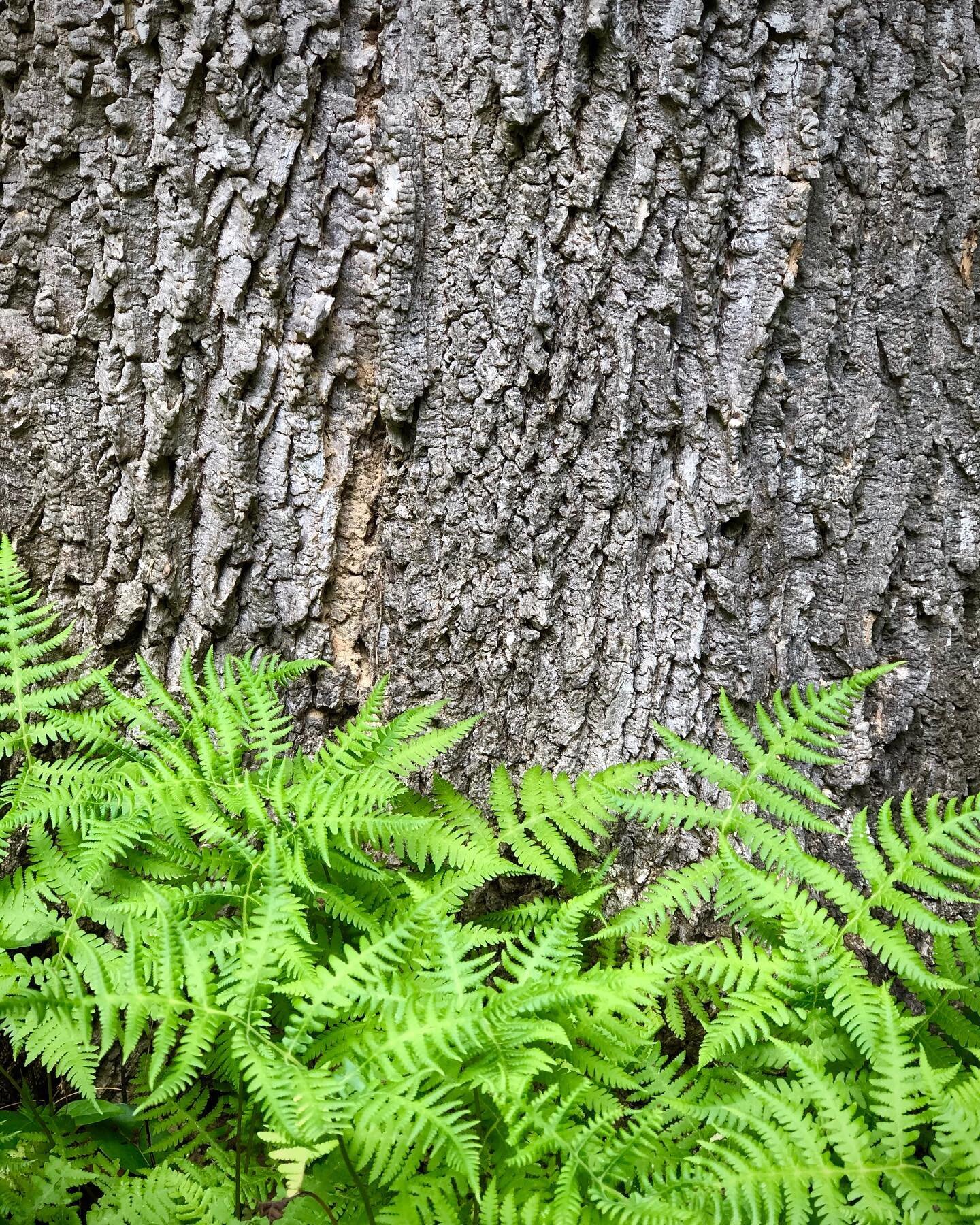 Oh how I love the contrast of delicate ferns against a massive White Ash Tree. #ferns #texture #ashtree #fraxinusamericana #tree  #nature #pattern #saddleridgesanctuary #unitedplantsaversbotanicalsanctuary