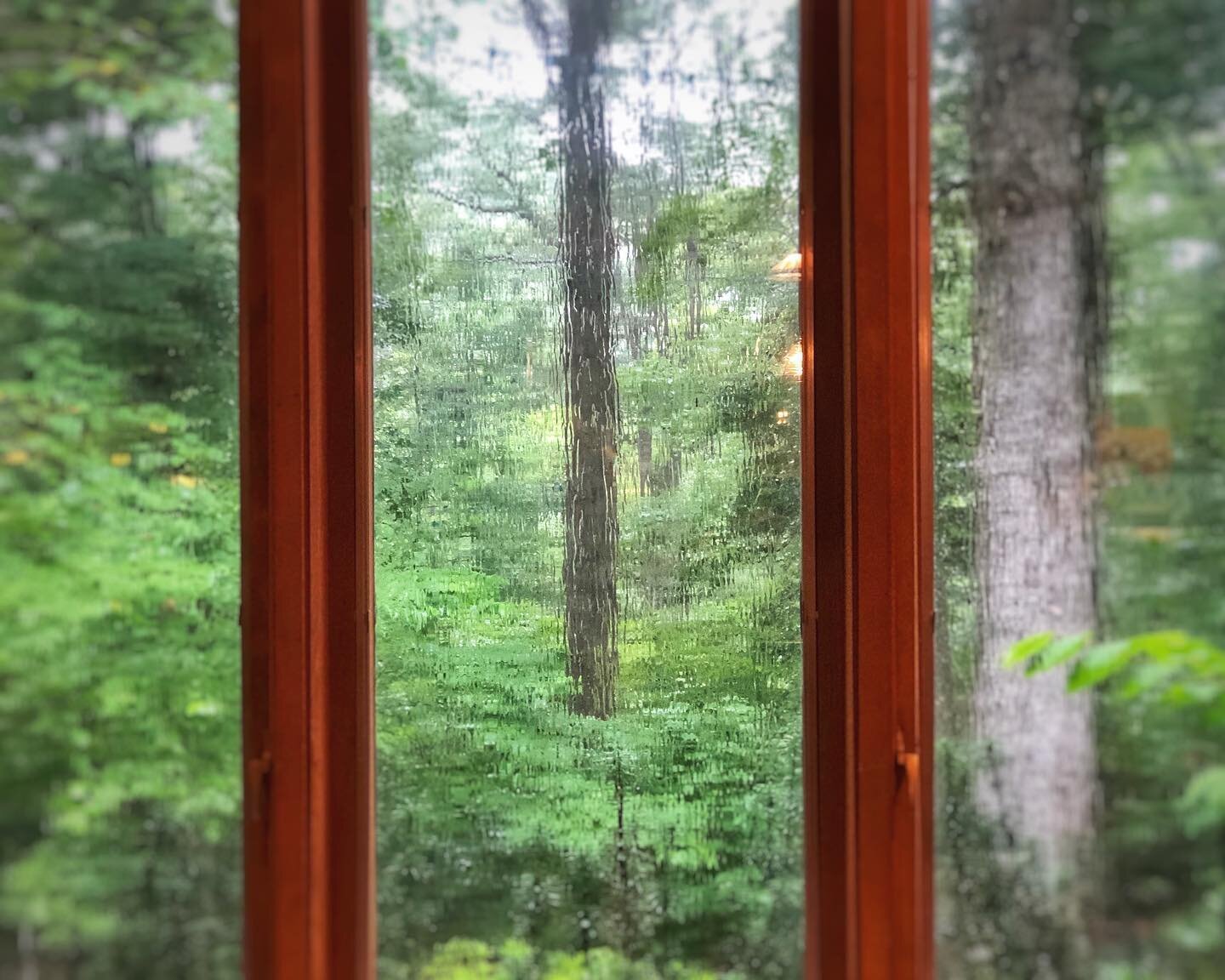 I love how rain creates a painterly view out my window. #windowview #insideout #painterly #window #nature #rain #trees #forest #saddleridgesanctuary #unitedplantsaversbotanicalsanctuary