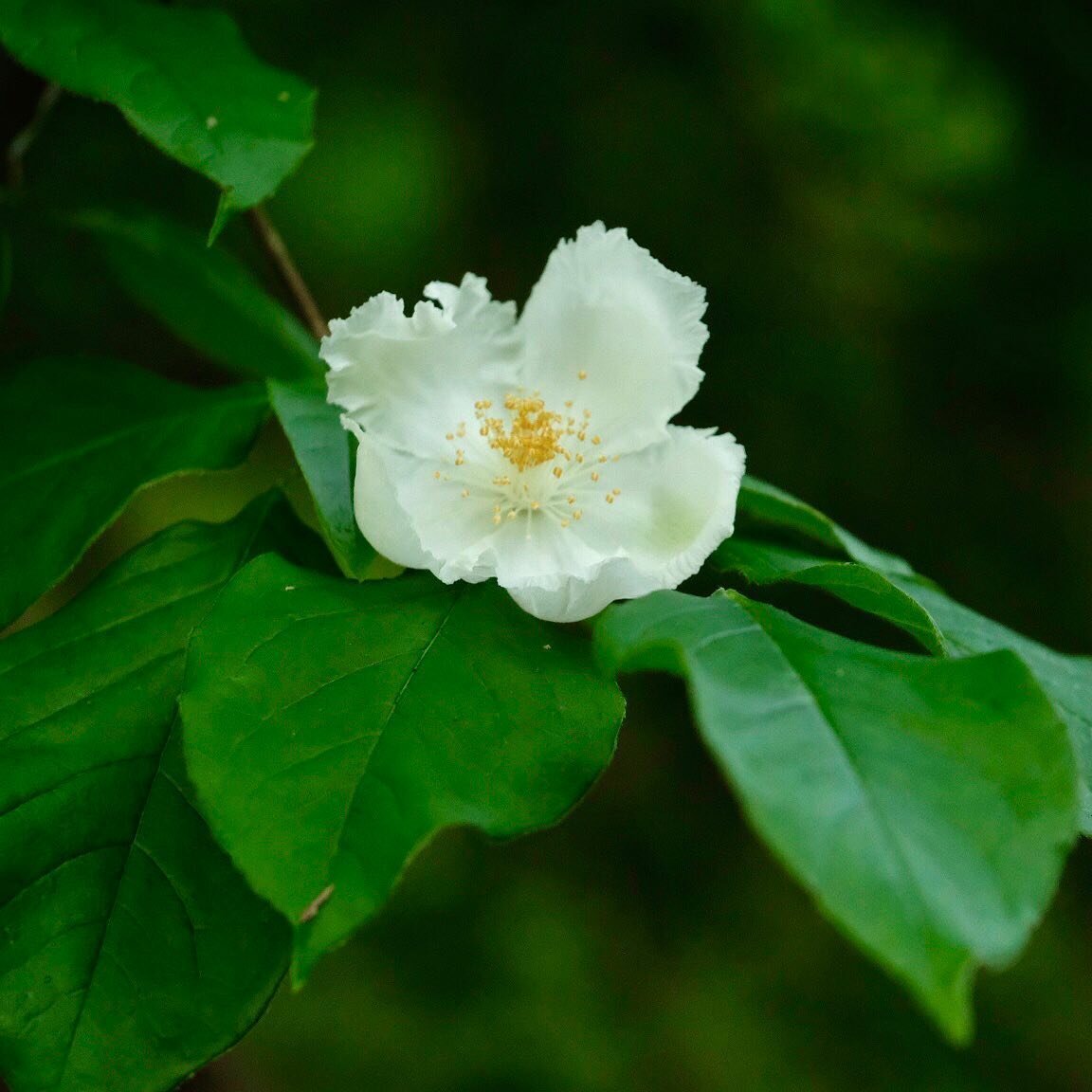There are few flowering native trees that are as lovely and elusive as the Mountain Camellia (Stewartia ovata) Tree. #stewartia #stewartiaovata #mountaincamellia #tree #nature #nativeplant #cumberlandplateau #floweringtree