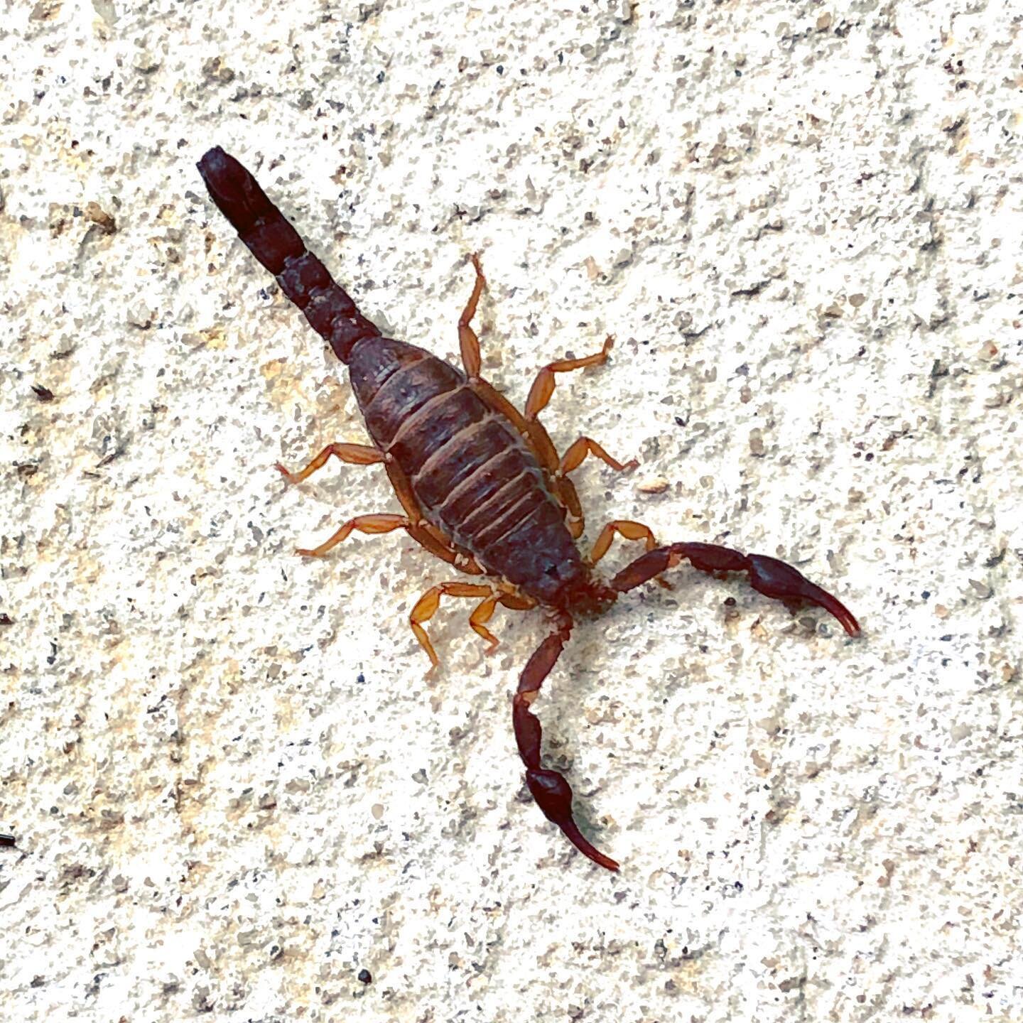 Well hello there little one! About 1 1/2&rdquo; long. #scorpion #cumberlandplateau #grundycounty #tennessee #critter #nature