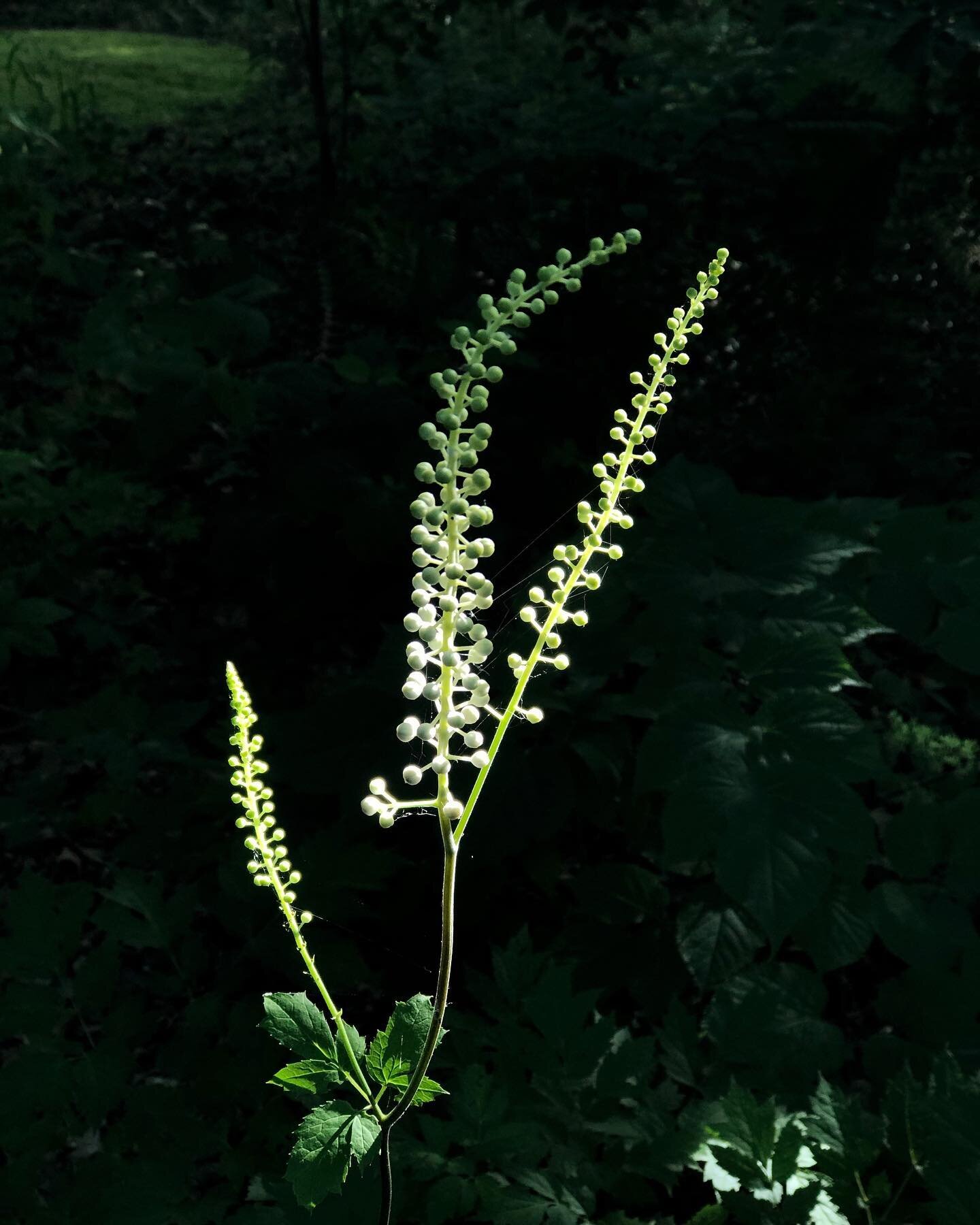 I love to walk the garden in early morning to see how the light interacts with my plants. Here, this stem of Actaea racemosa (bugbane or fairy candle) buds are spot lighted for just a few fleeting moments. #bugbane #fairycandle #actaearacemosa #black
