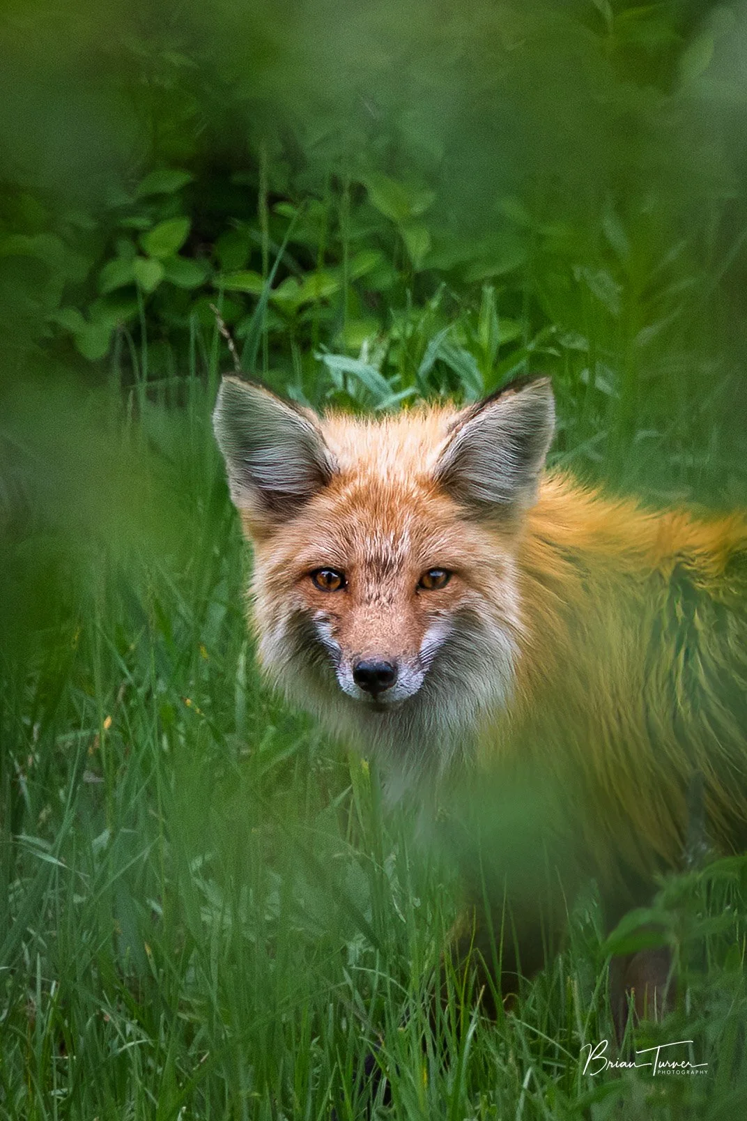 DSC_7340-Edit.jpg