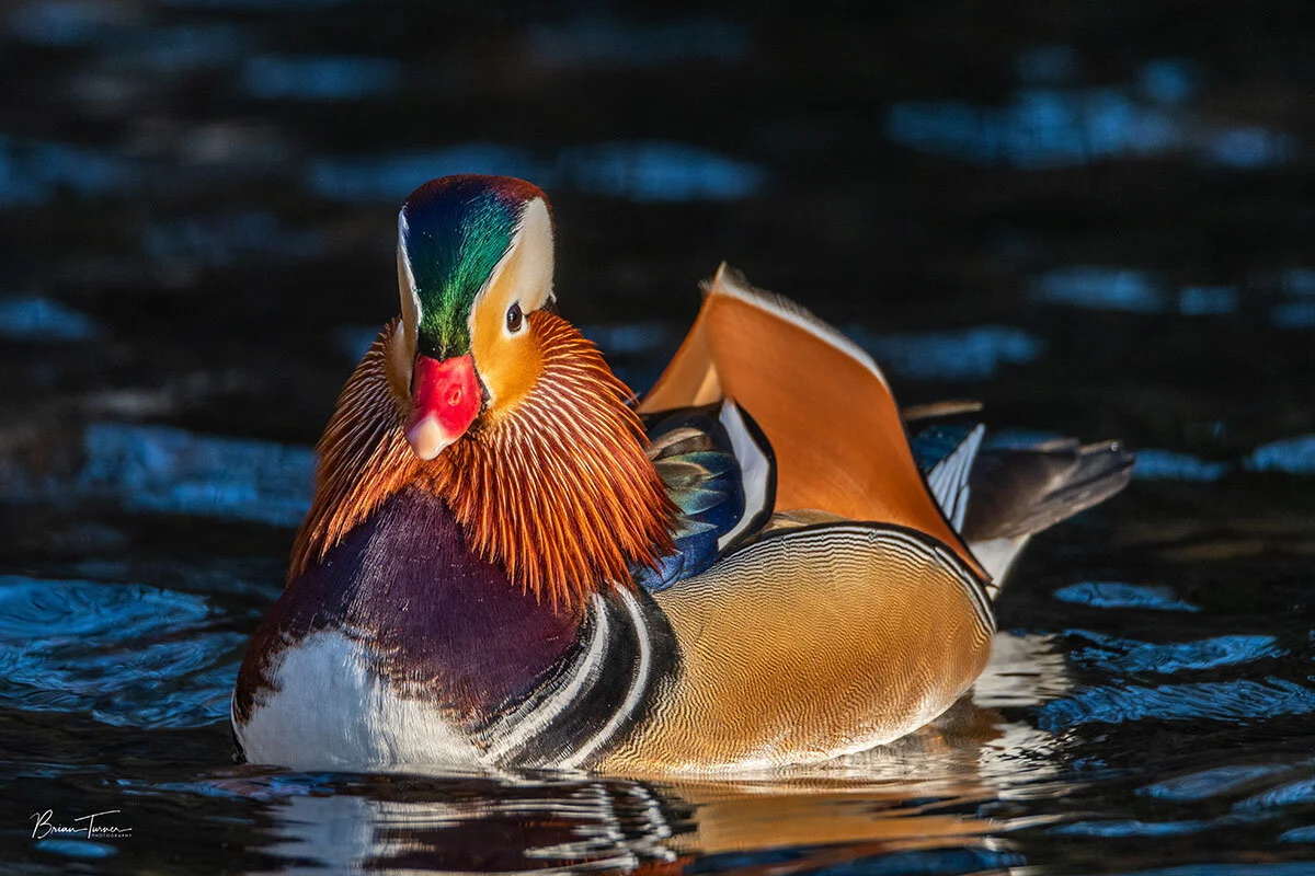 Male Mandarin duck
