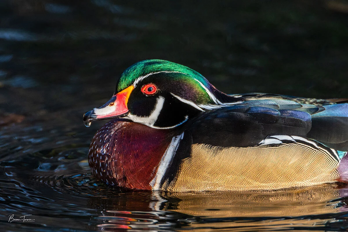 Male Wood Duck
