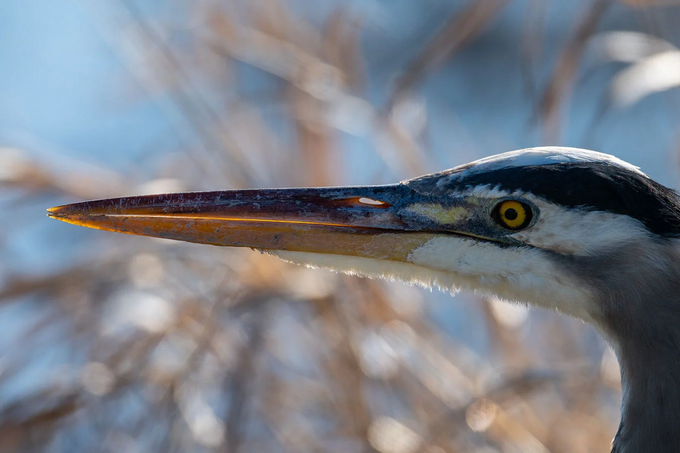 Great Blue Heron Backlight Closeup Portrait