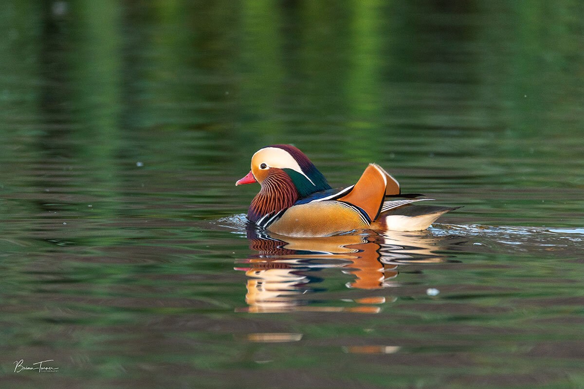 Male Mandarin duck swimming