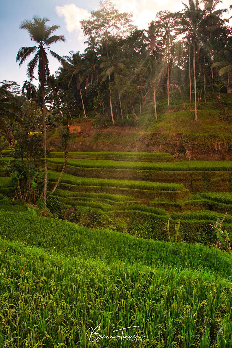 Tegalalang Rice Terrace Bali Sunrays