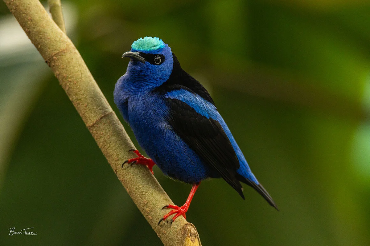 Red-legged Honeycreeper Costa Rica