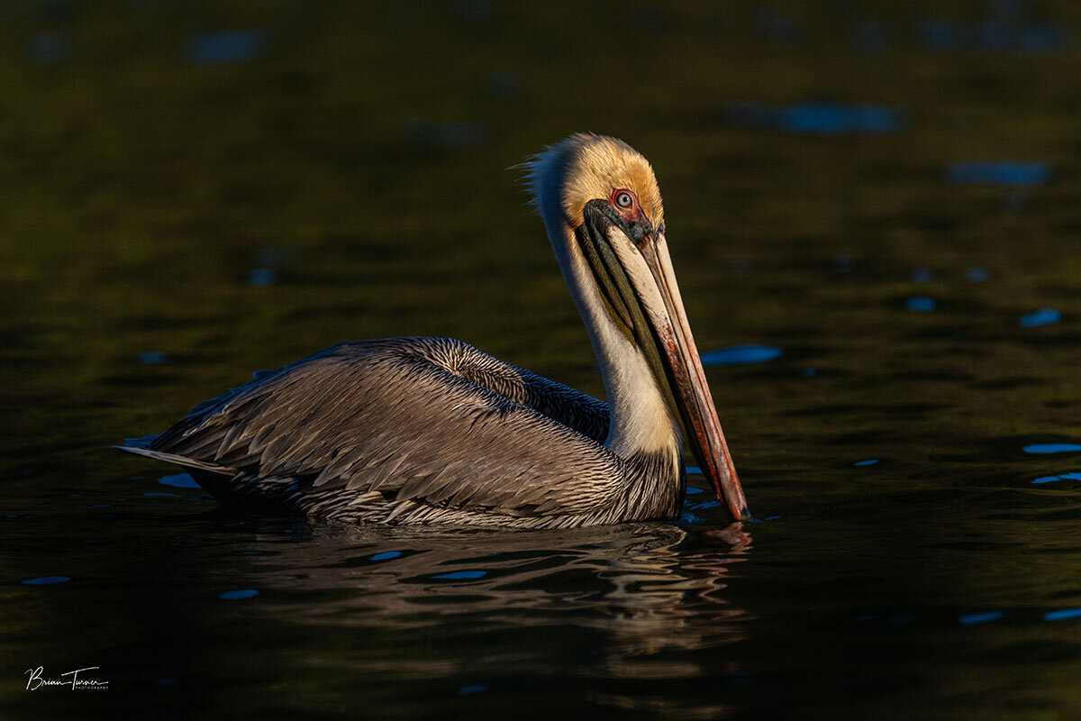 Brown Pelican Sunset