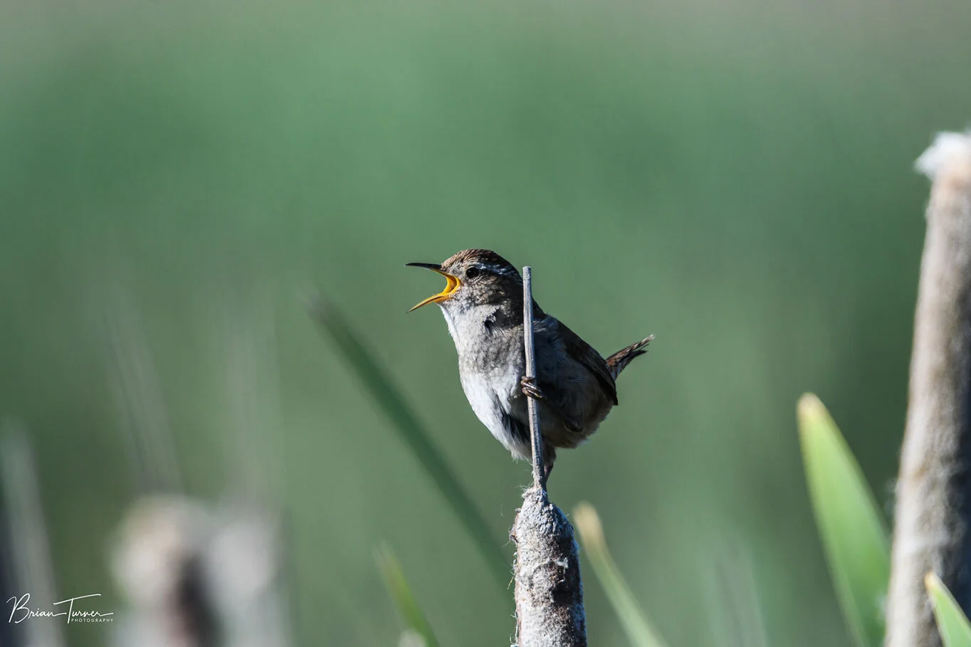Wren singing on cattail