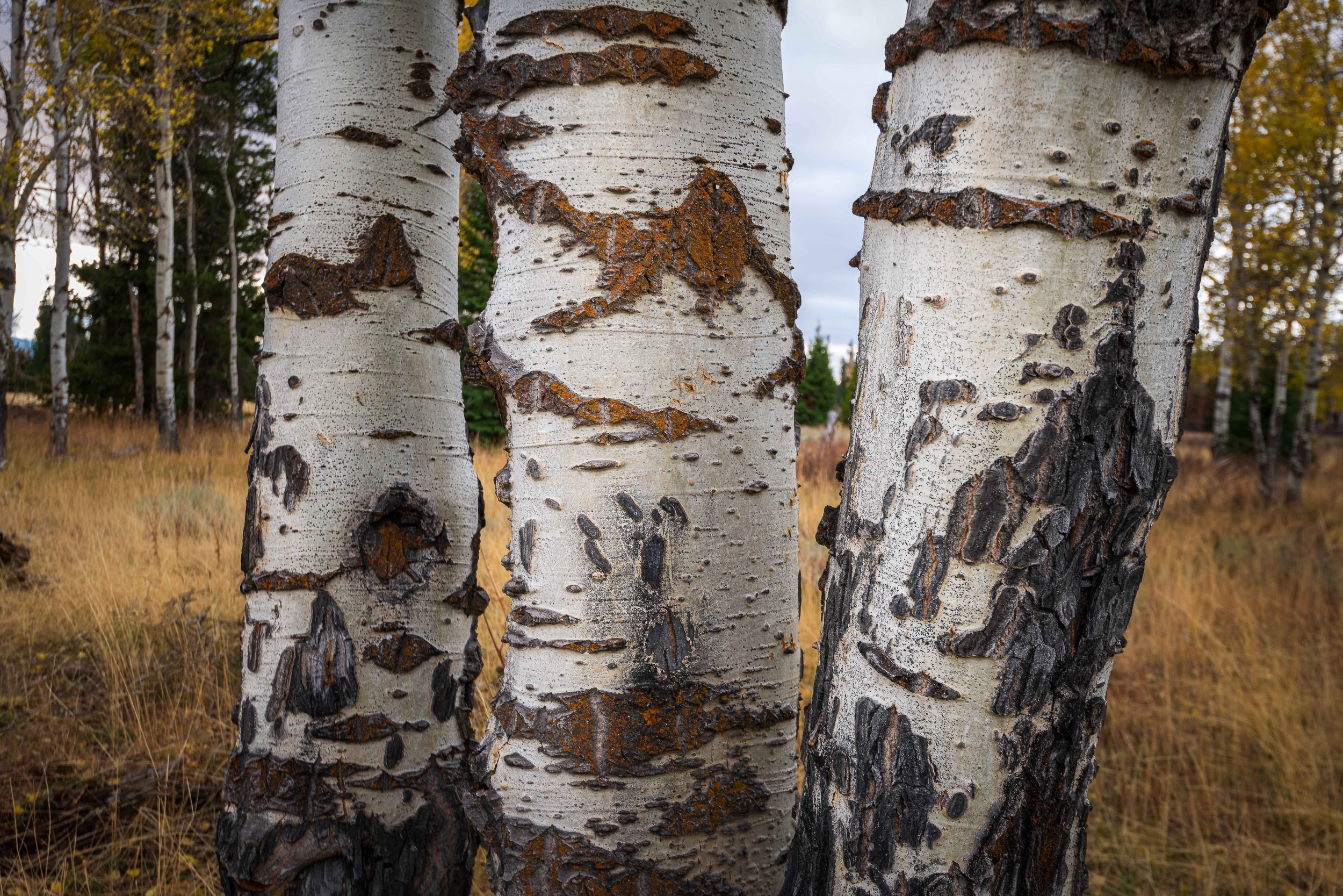 DSC_1363-Edit.jpg