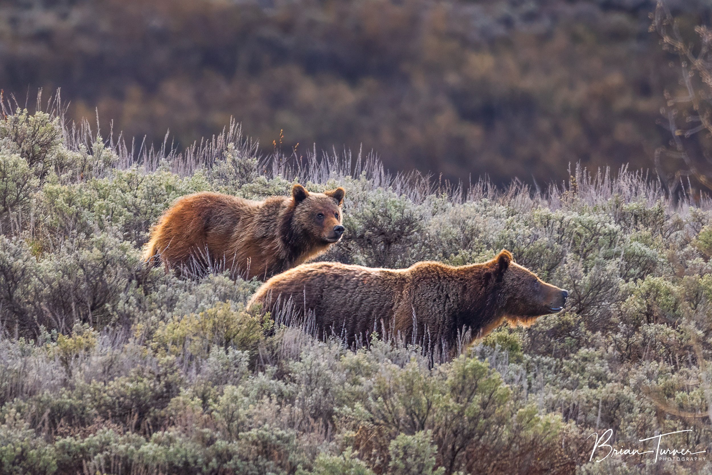 Grizzly 399 and her cub Spirit walking through sage brush.