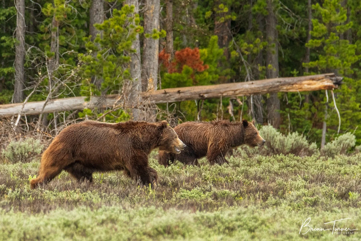 Bruno courting Grizzly 399