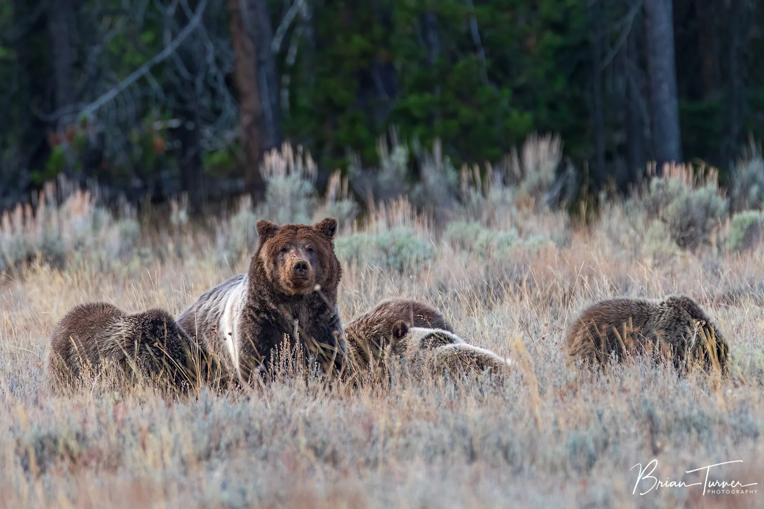 399 showing cubs how to dig for food sources