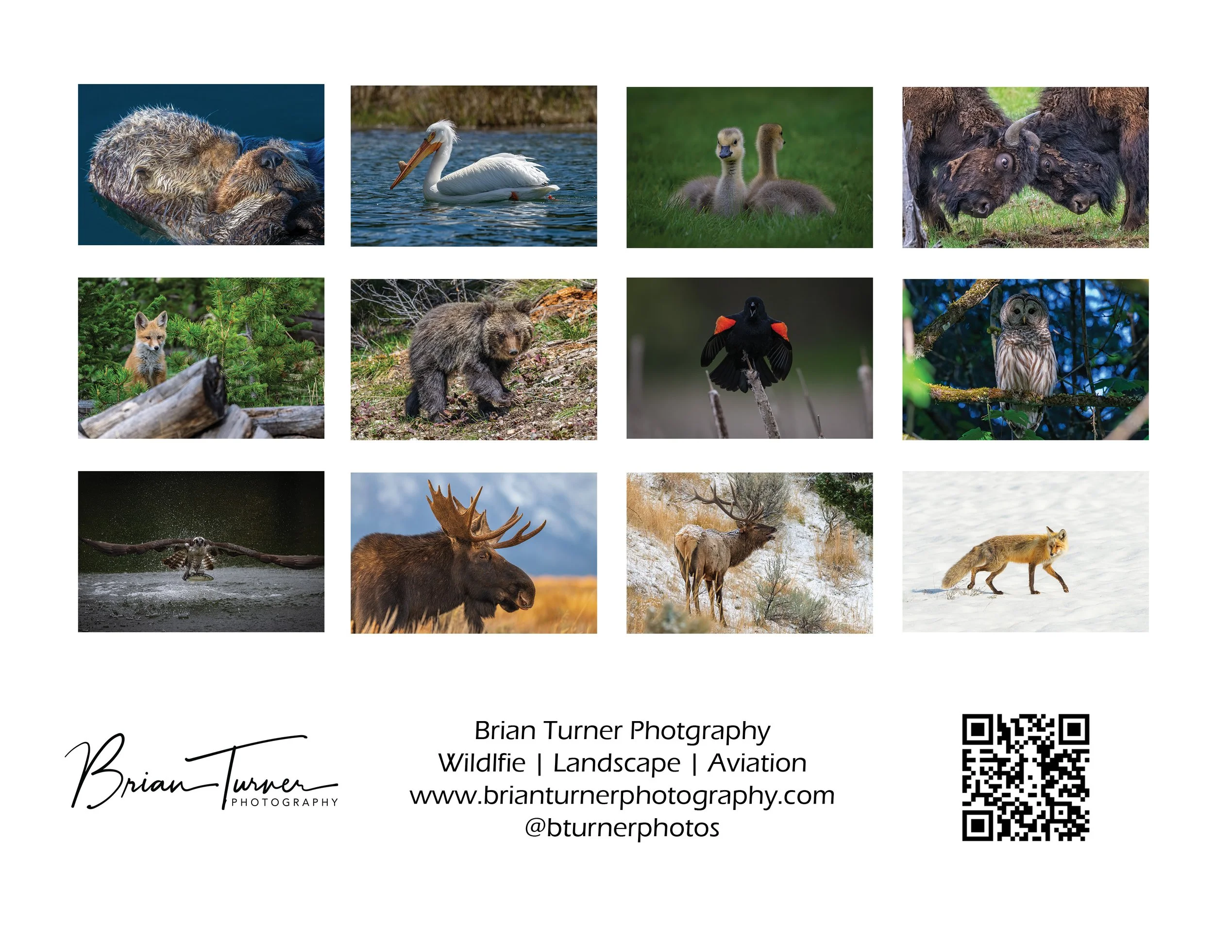 2027_BTP-Wildlife_back-cover.jpg