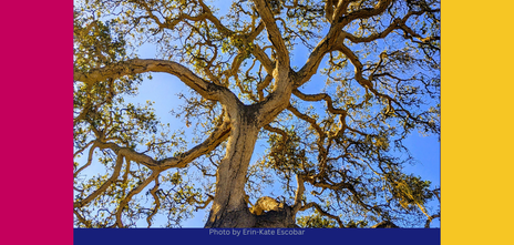 When Life Happens to Your Strategic Plan: Adaptive Strategic Planning for the Real World