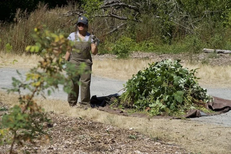 Collecting plant debris