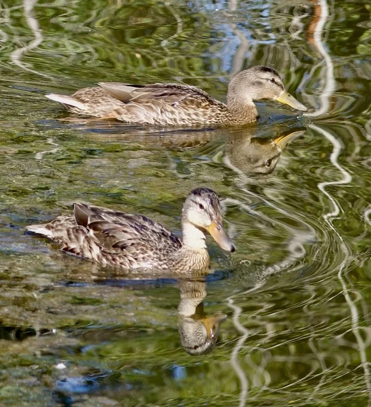 Two female gadwalls