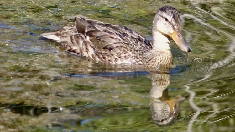 Chip in for birds and Tacoma parks