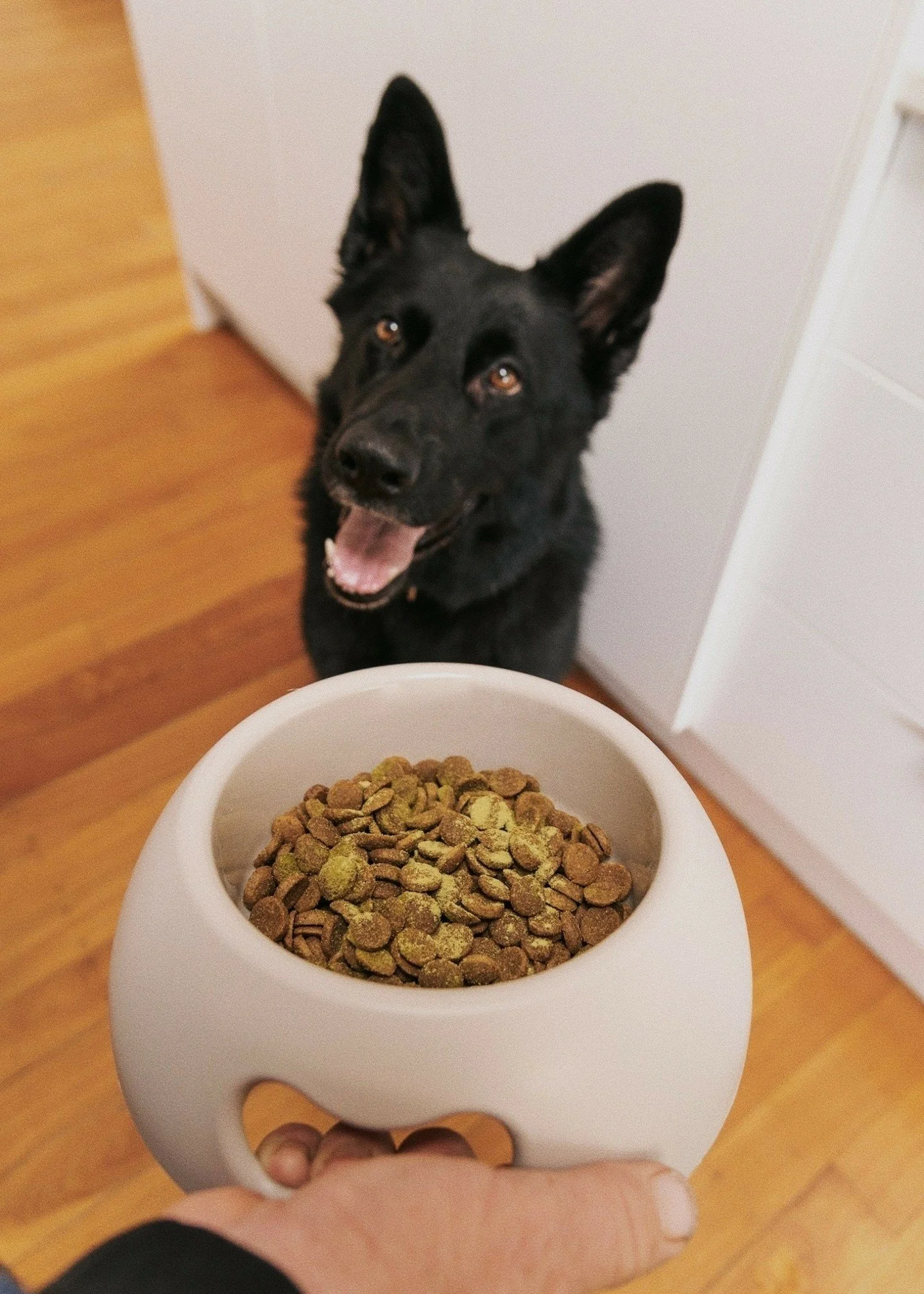 If there's one thing I can't resist, it's take your dog to work day! 🐺 Luckily for Scout (who loves a good bark), I work from a home studio, making things way easier. But she wasn't the only one in on the fun; Ranger got in on the action, too.

@try