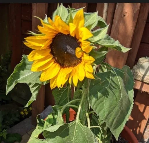 A Look Back on A Summer of Online Events 