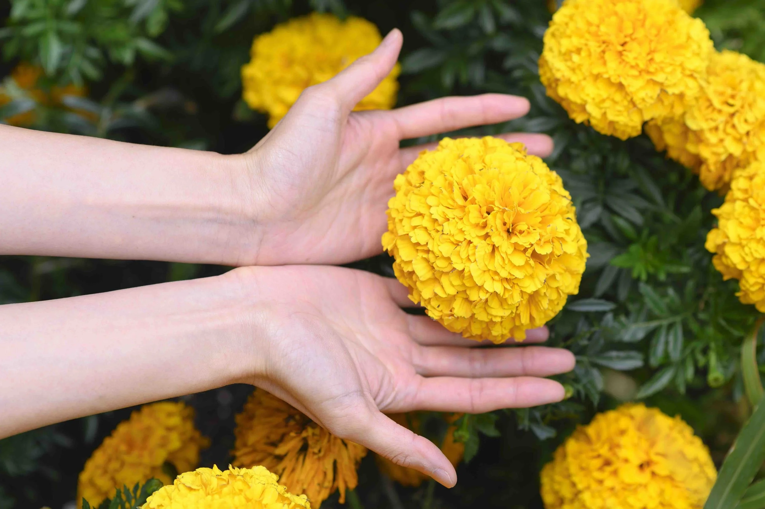 Embodying Earth - Monthly Meditation and Intuitive Movement class in London, UK