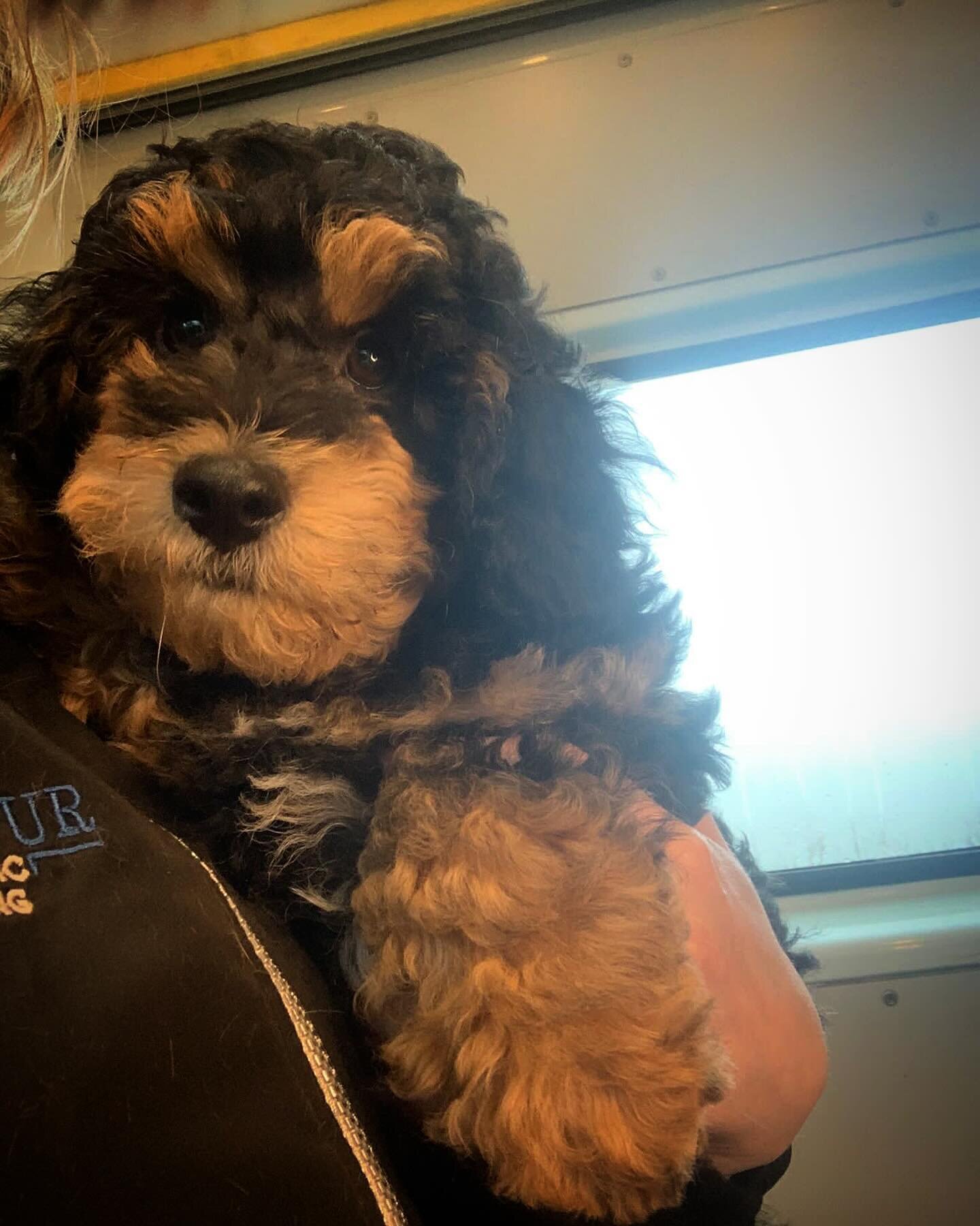 So many clients have new family members. Not sure I can work under these conditions 🤣🐶 #puppy #puppycuddles #dreamjob #lovemyjob #puppygrooming #cavapoopuppy #positiveassociation #holisticdog #holisticdoggroomer #themobileholisticdoggroomer #fearle